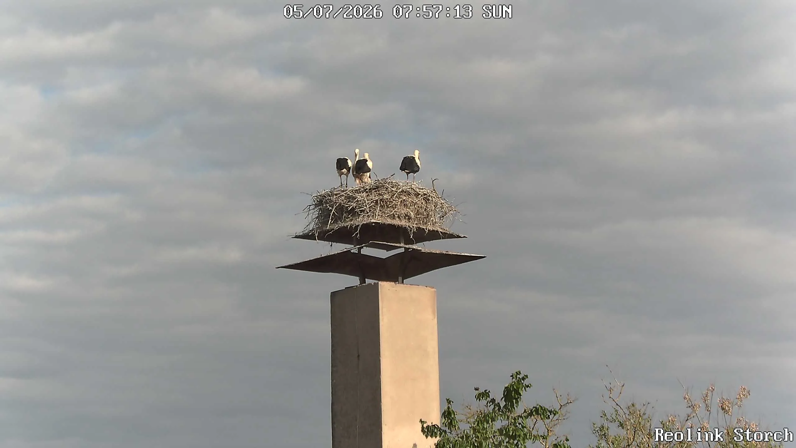 Storchencam Bild