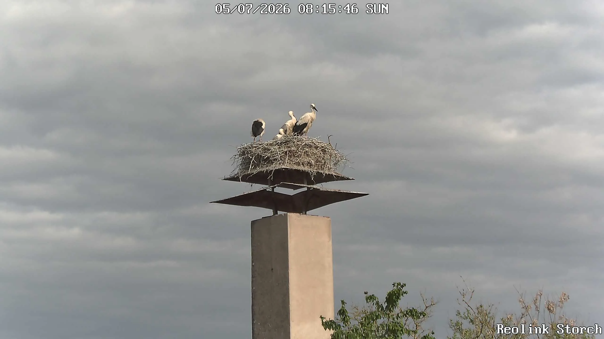 Storchencam Bild