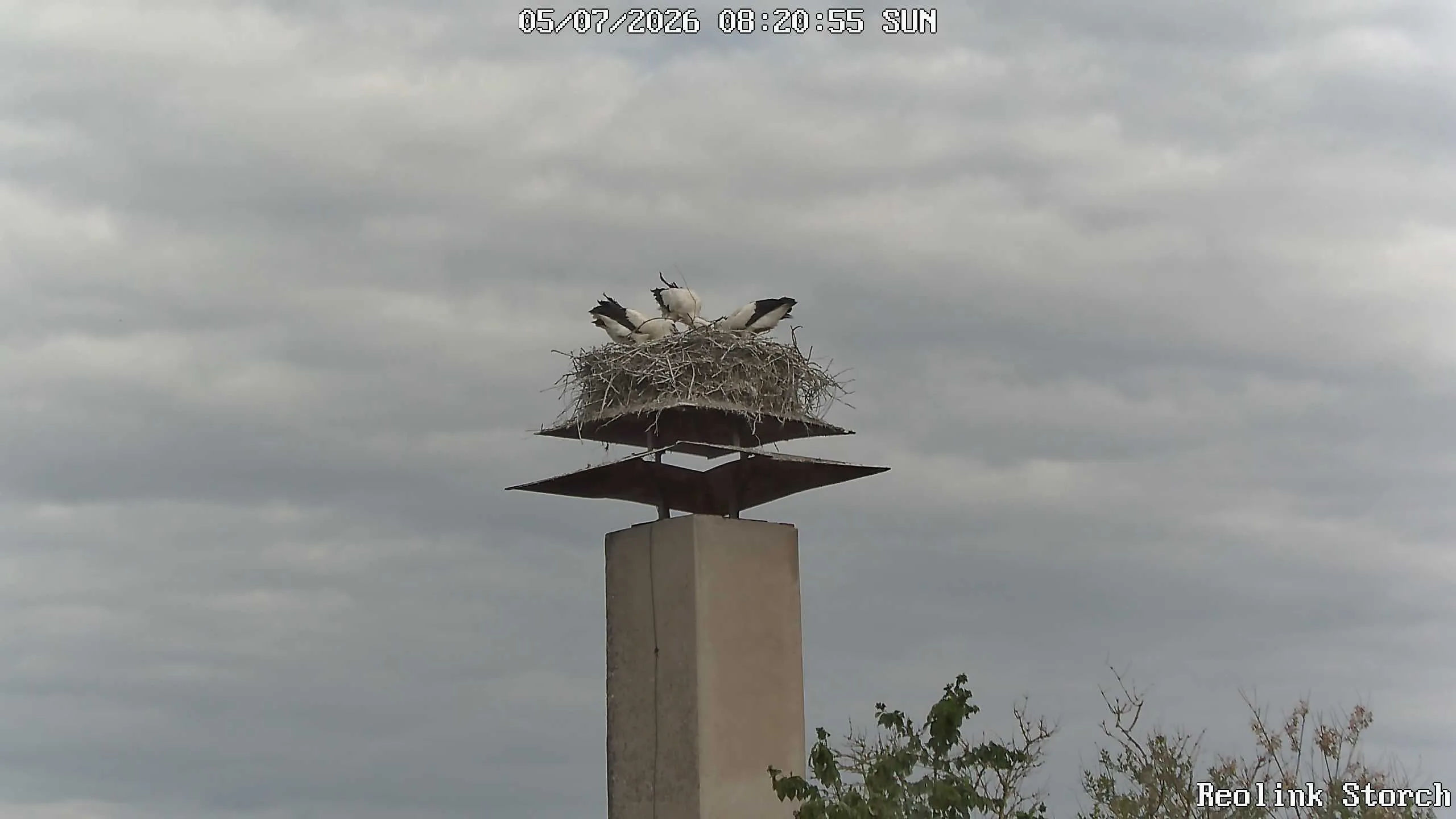 Storchencam Bild