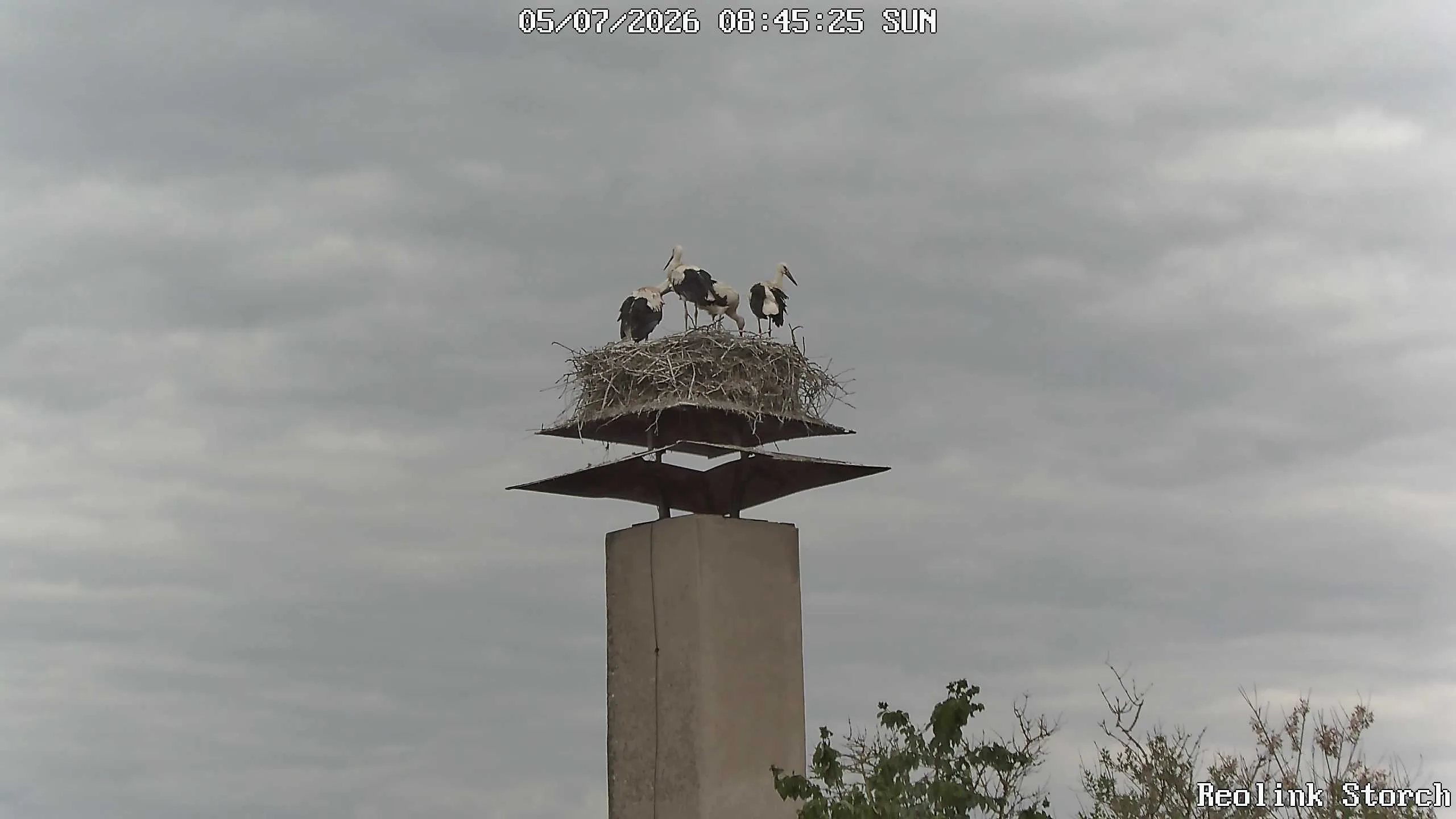 Storchencam Bild