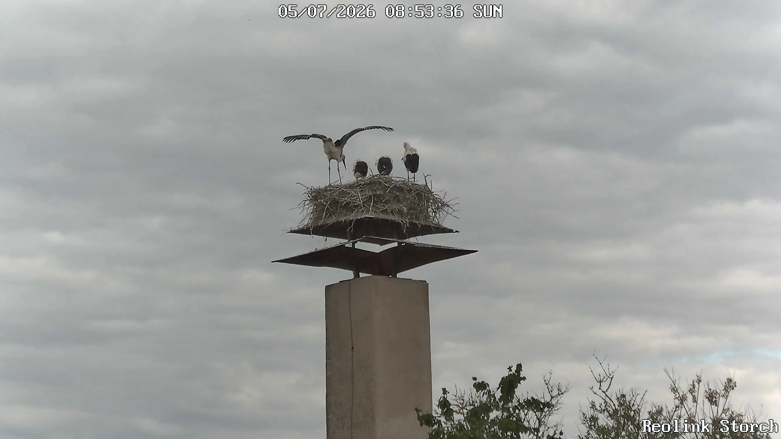 Storchencam Bild