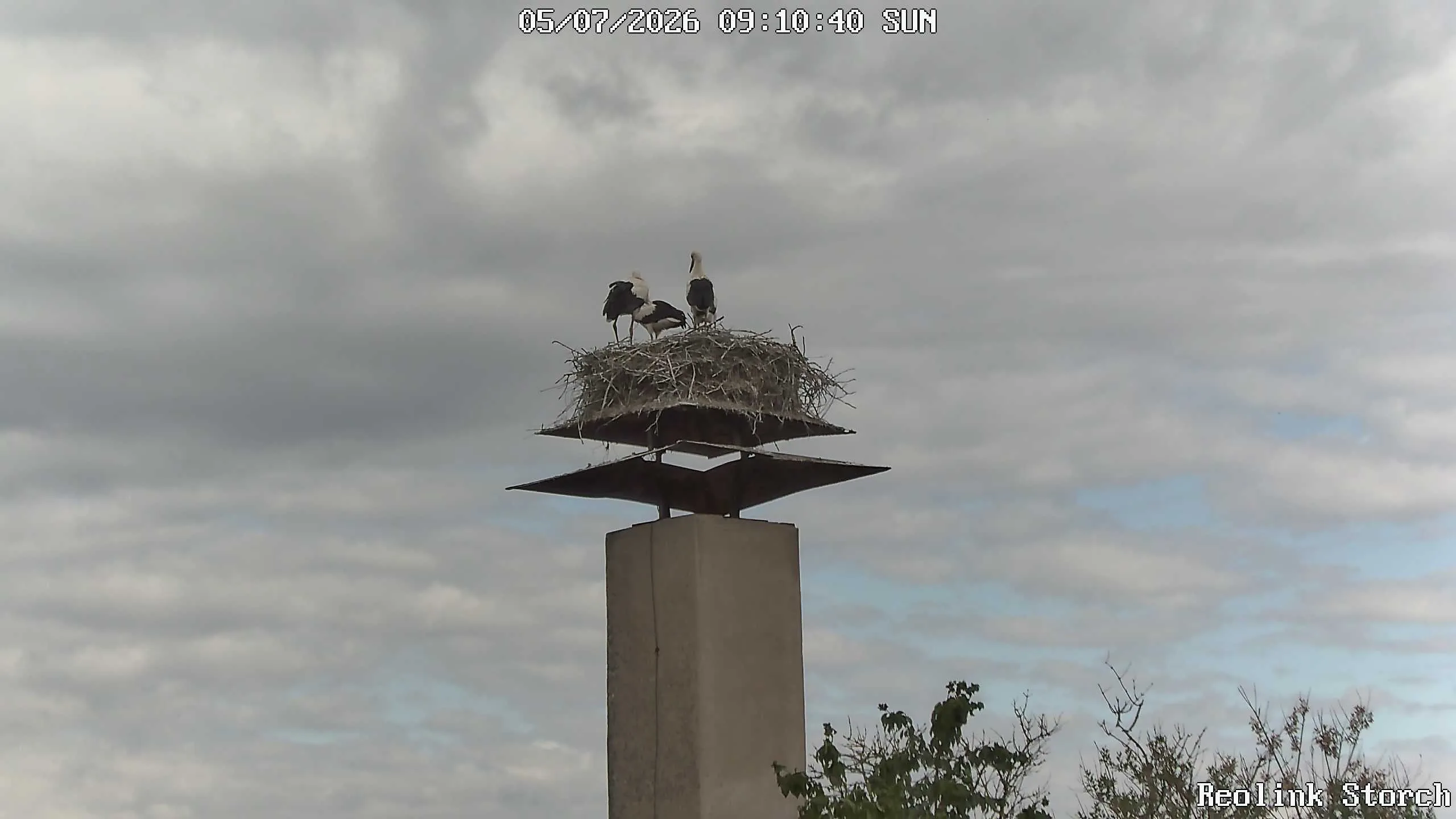 Storchencam Bild