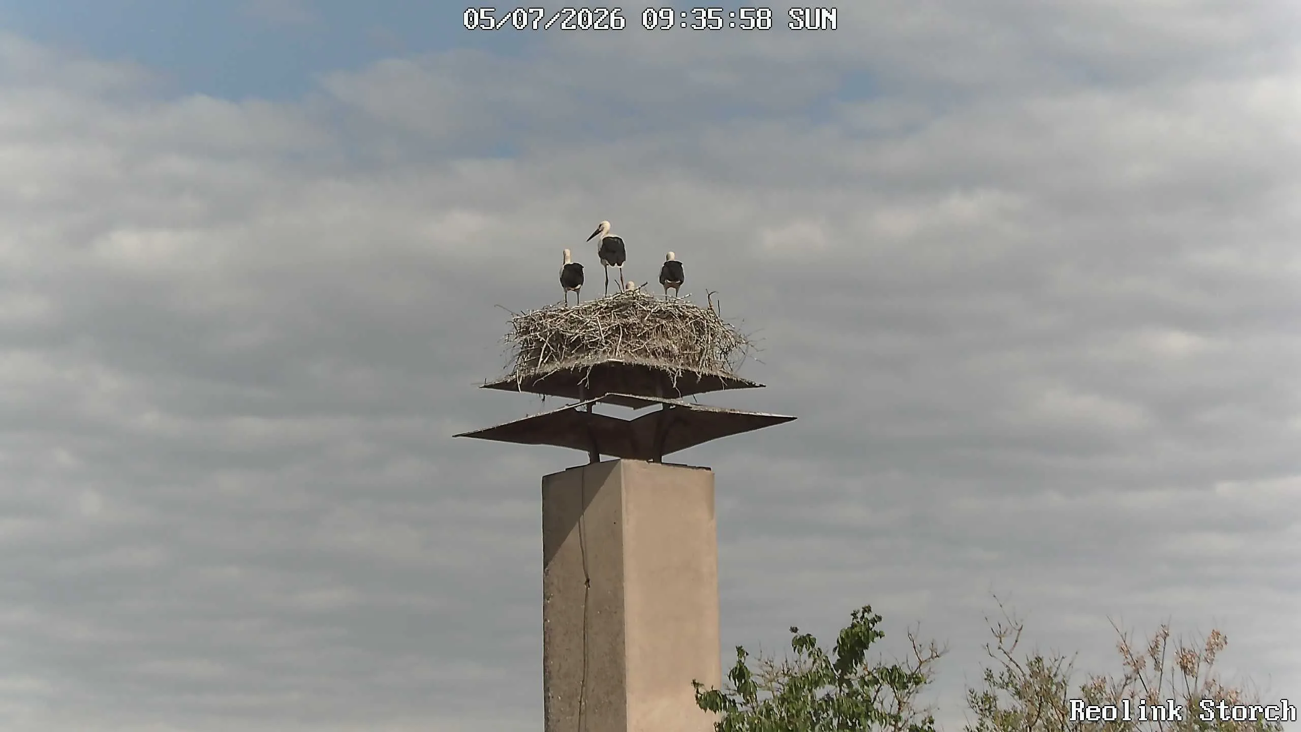 Storchencam Bild