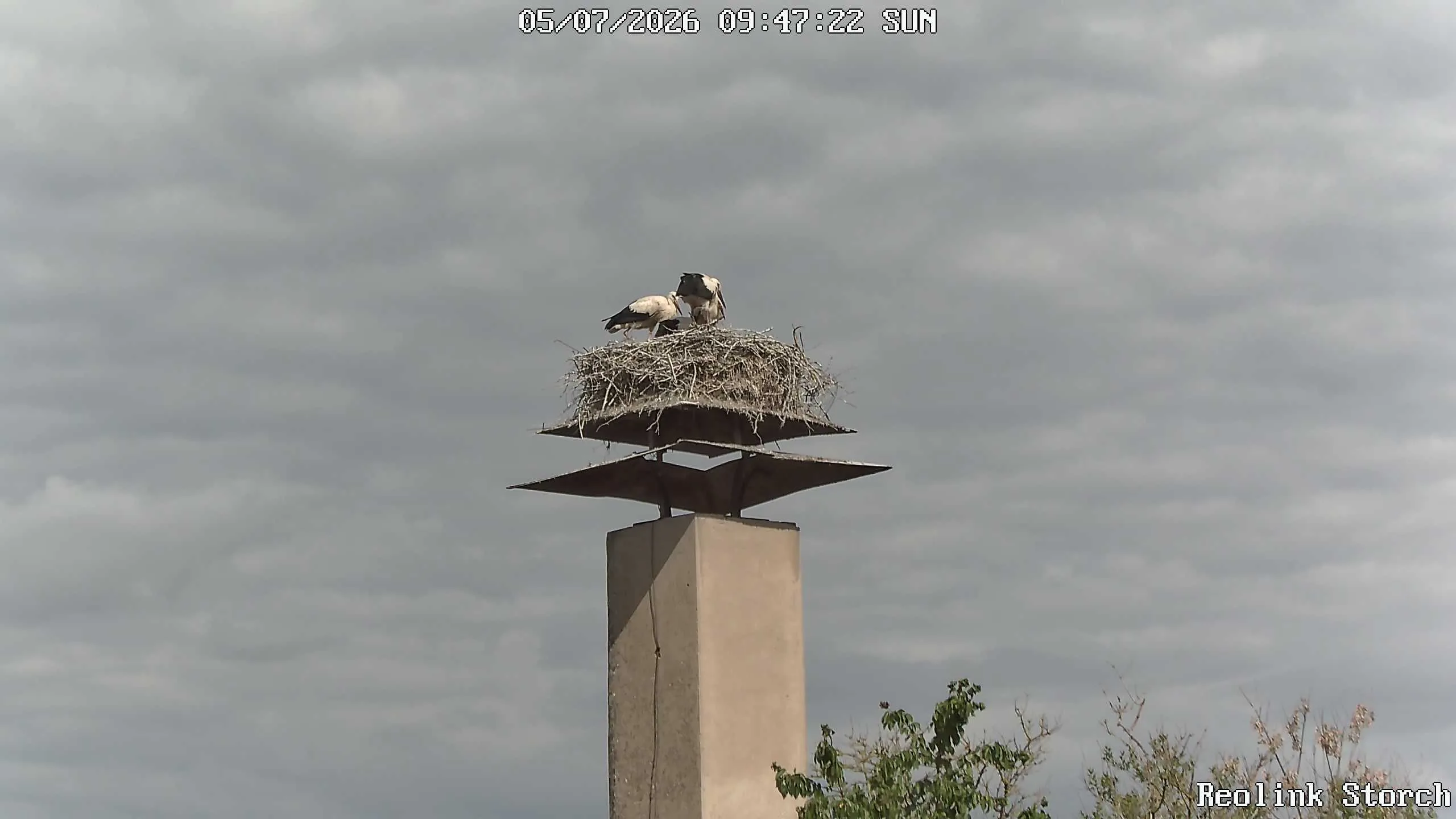 Storchencam Bild