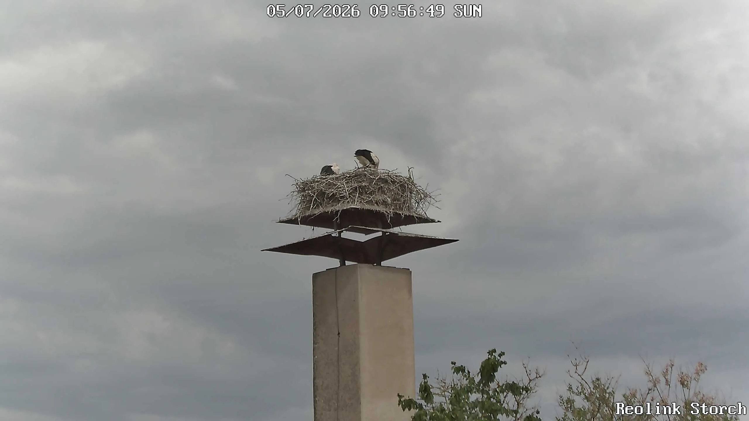 Storchencam Bild