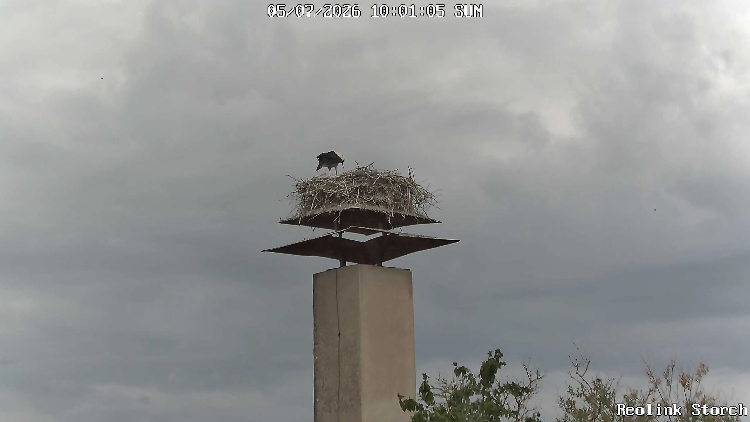 Storchencam Bild