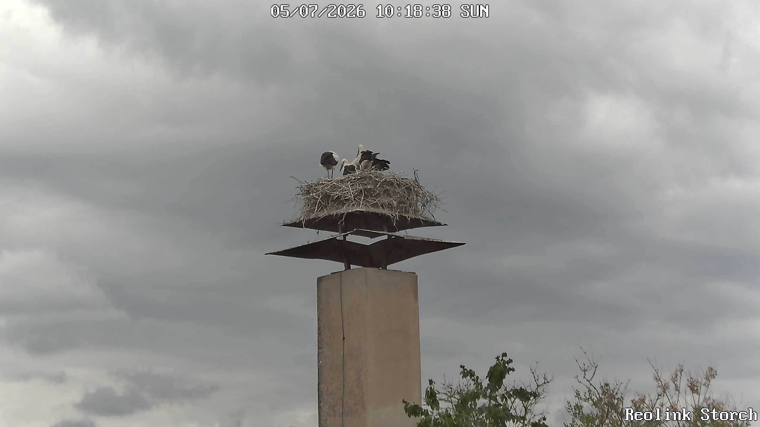 Storchencam Bild