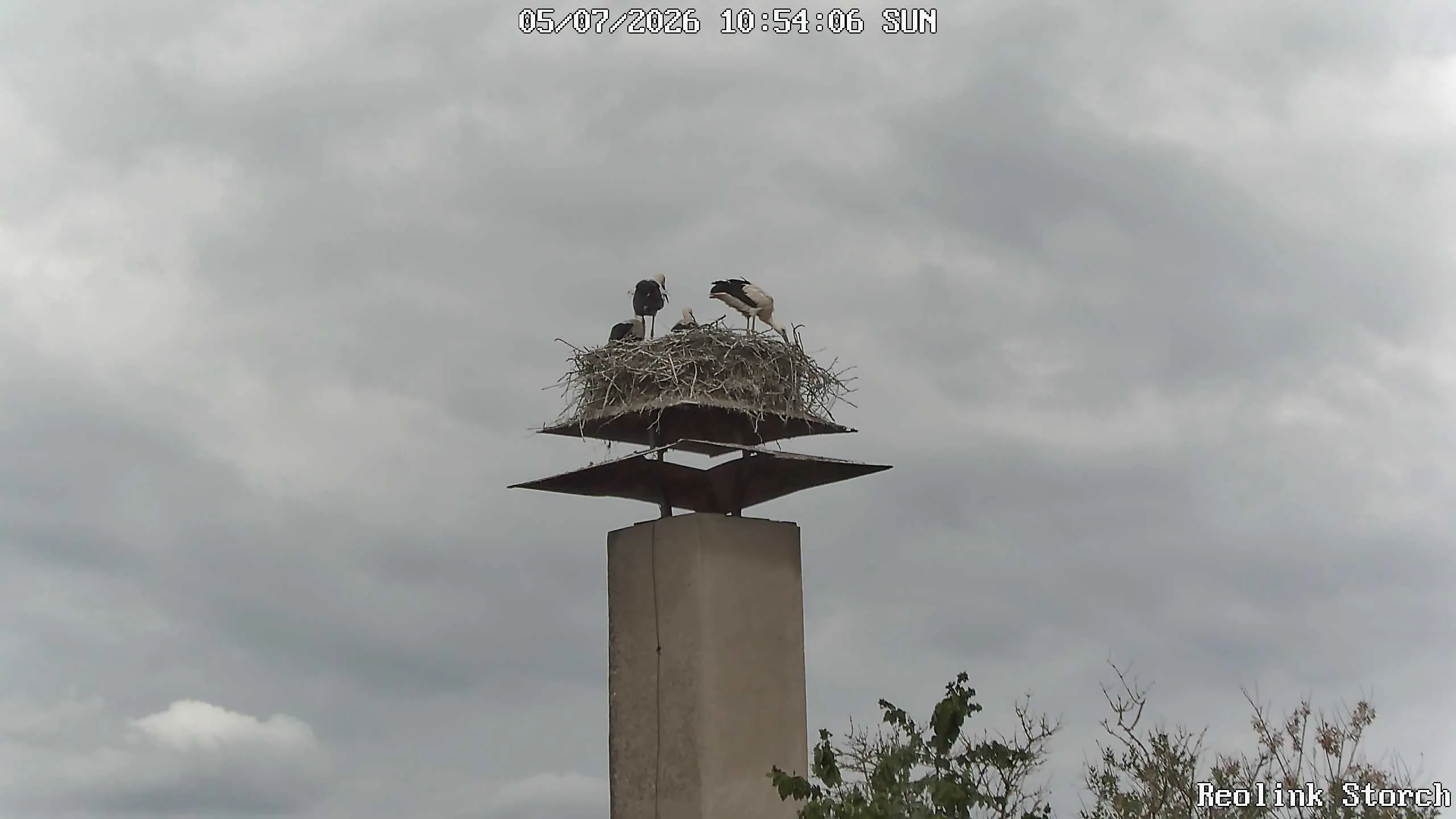 Storchencam Bild