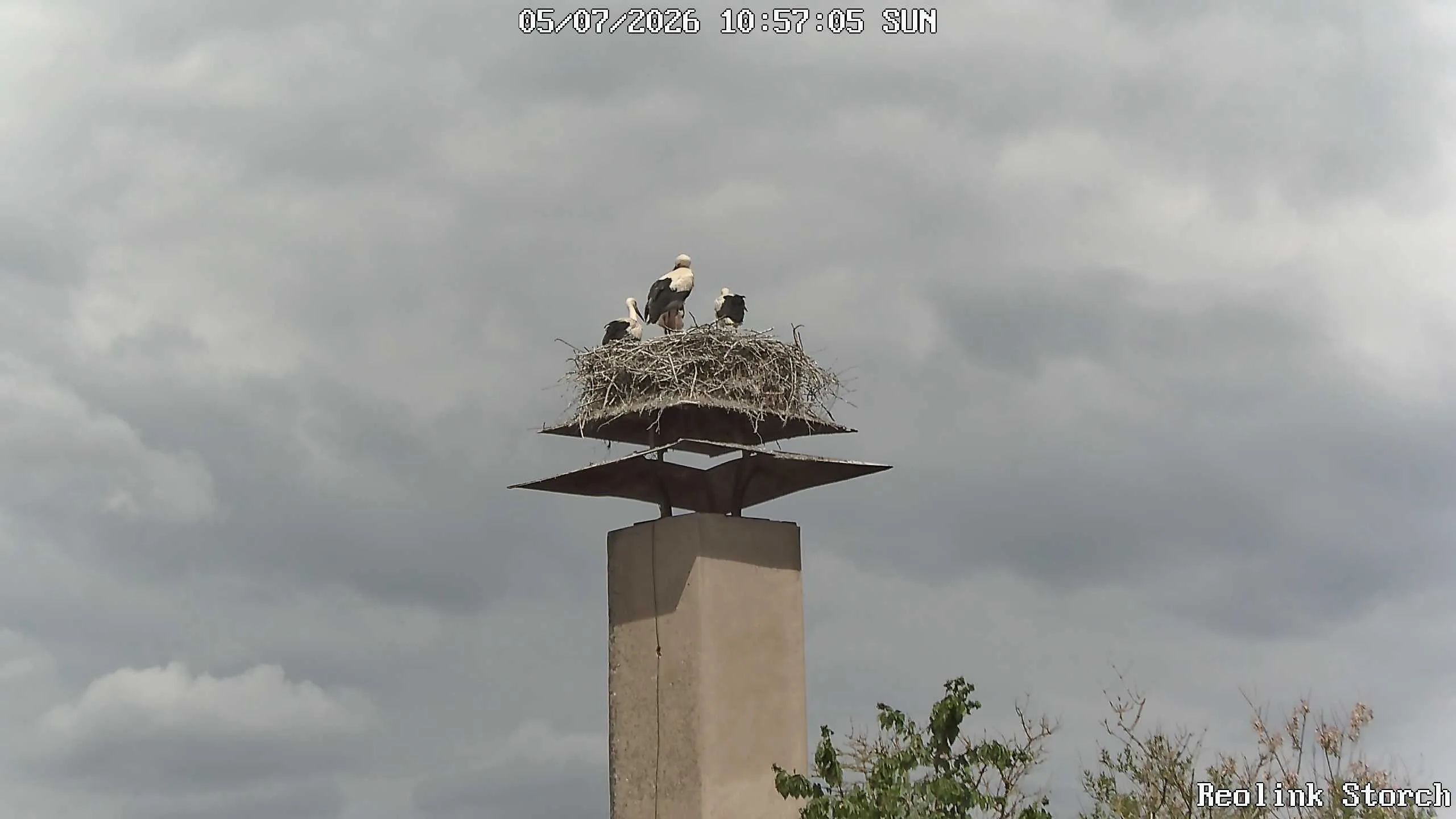 Storchencam Bild