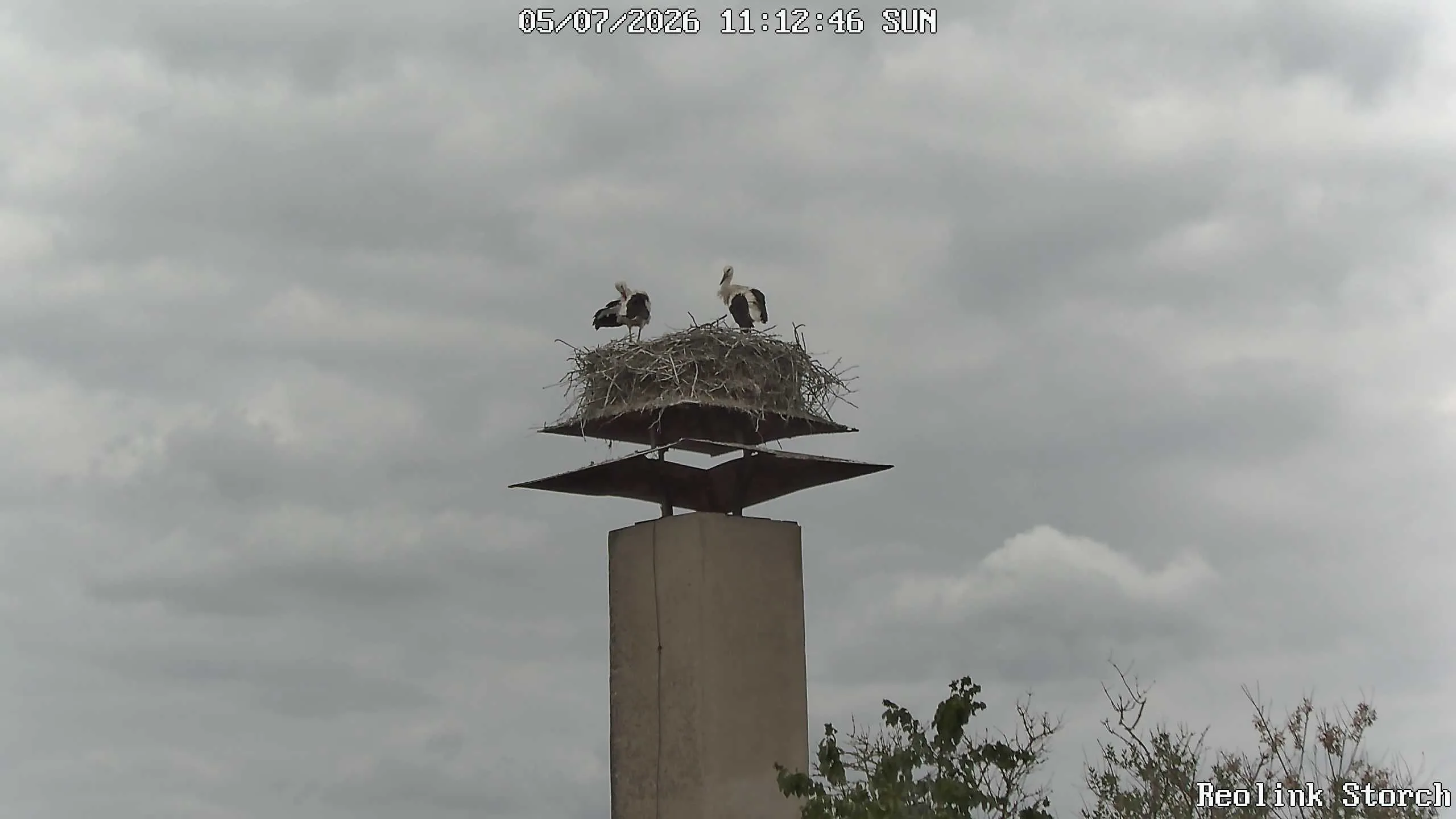 Storchencam Bild