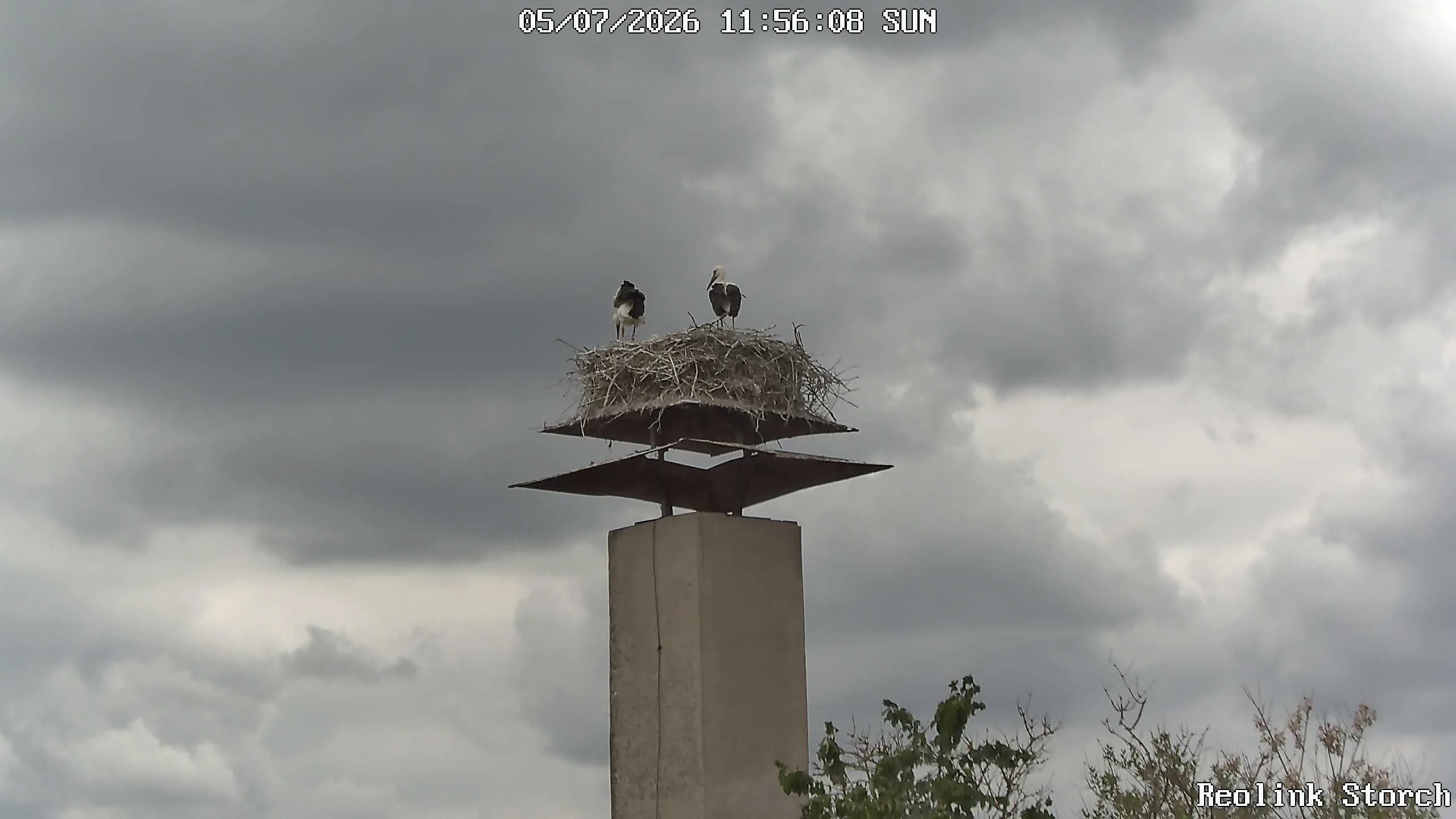 Storchencam Bild