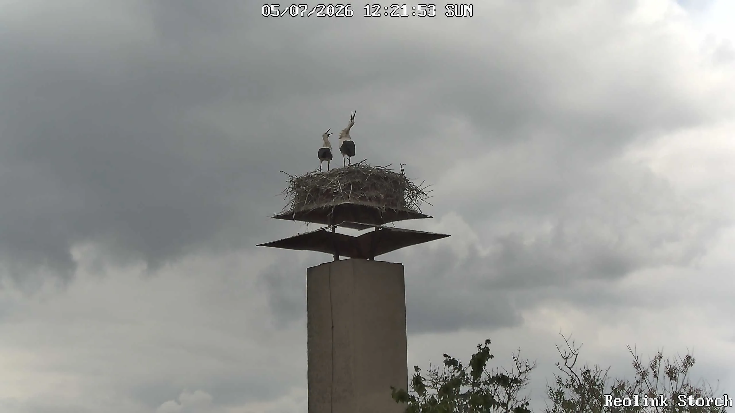 Storchencam Bild
