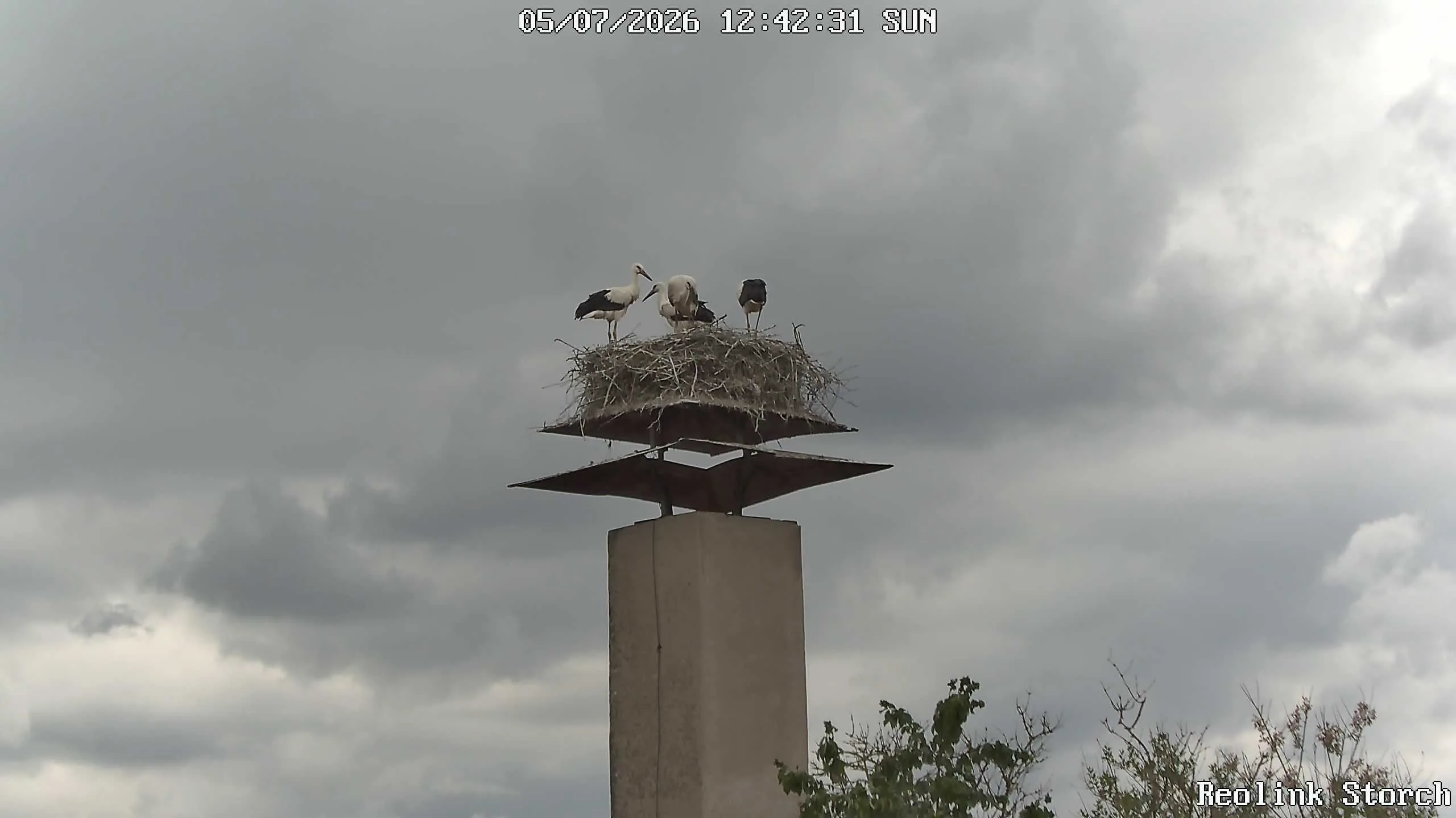 Storchencam Bild