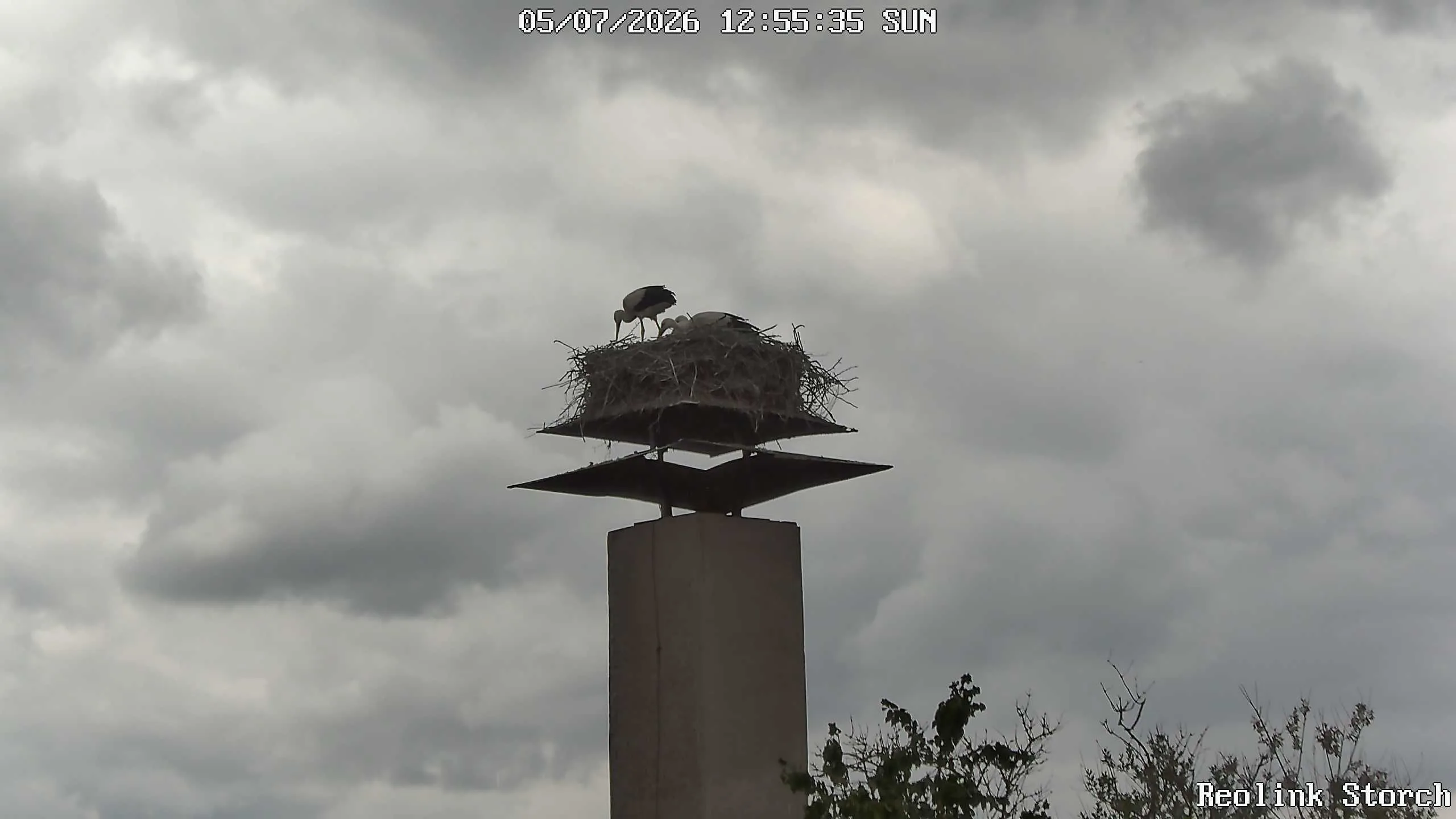 Storchencam Bild