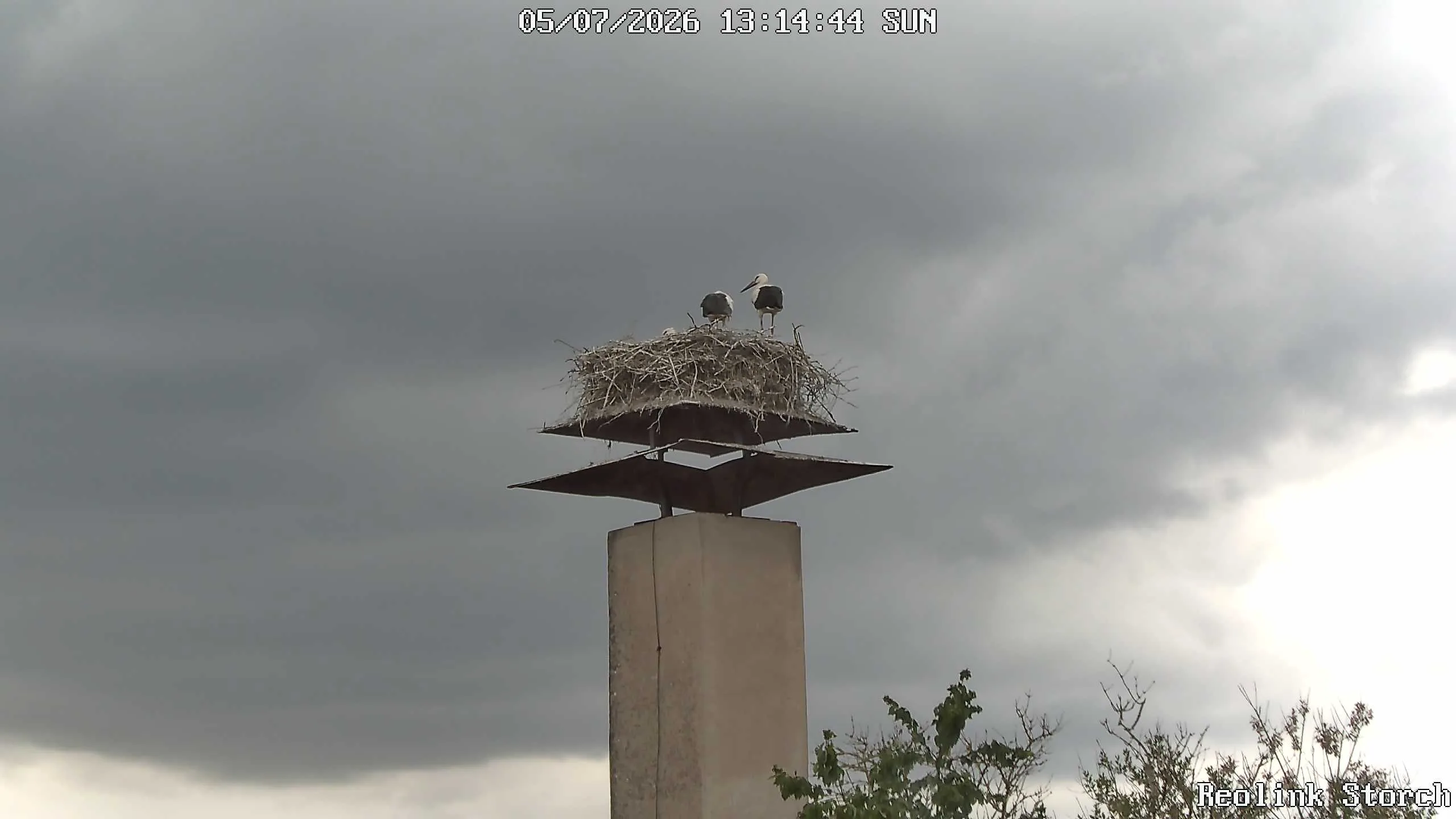 Storchencam Bild