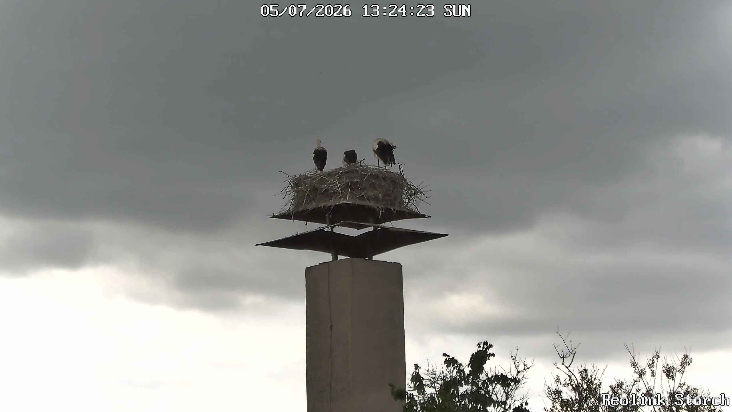 Storchencam Bild