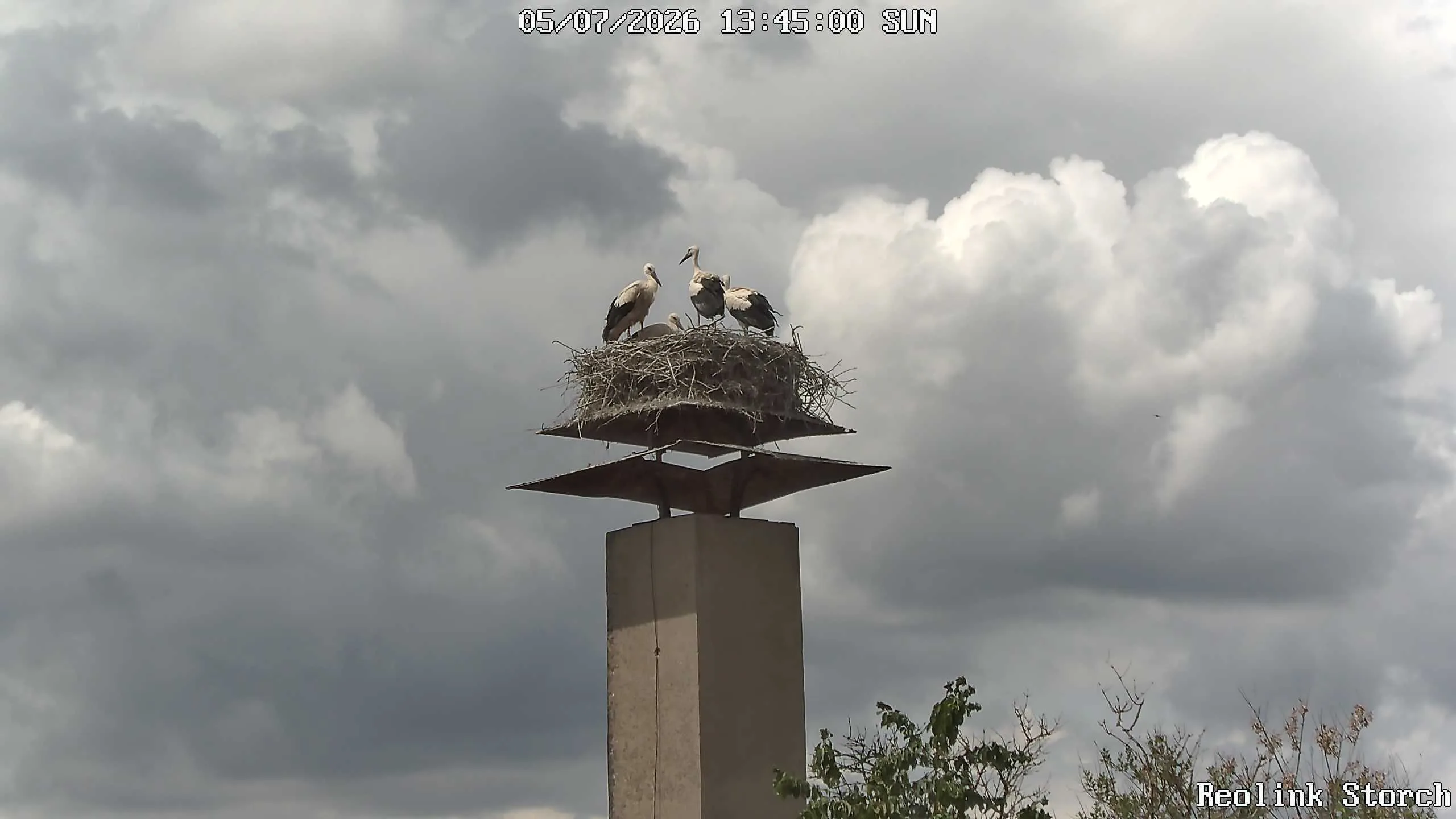 Storchencam Bild
