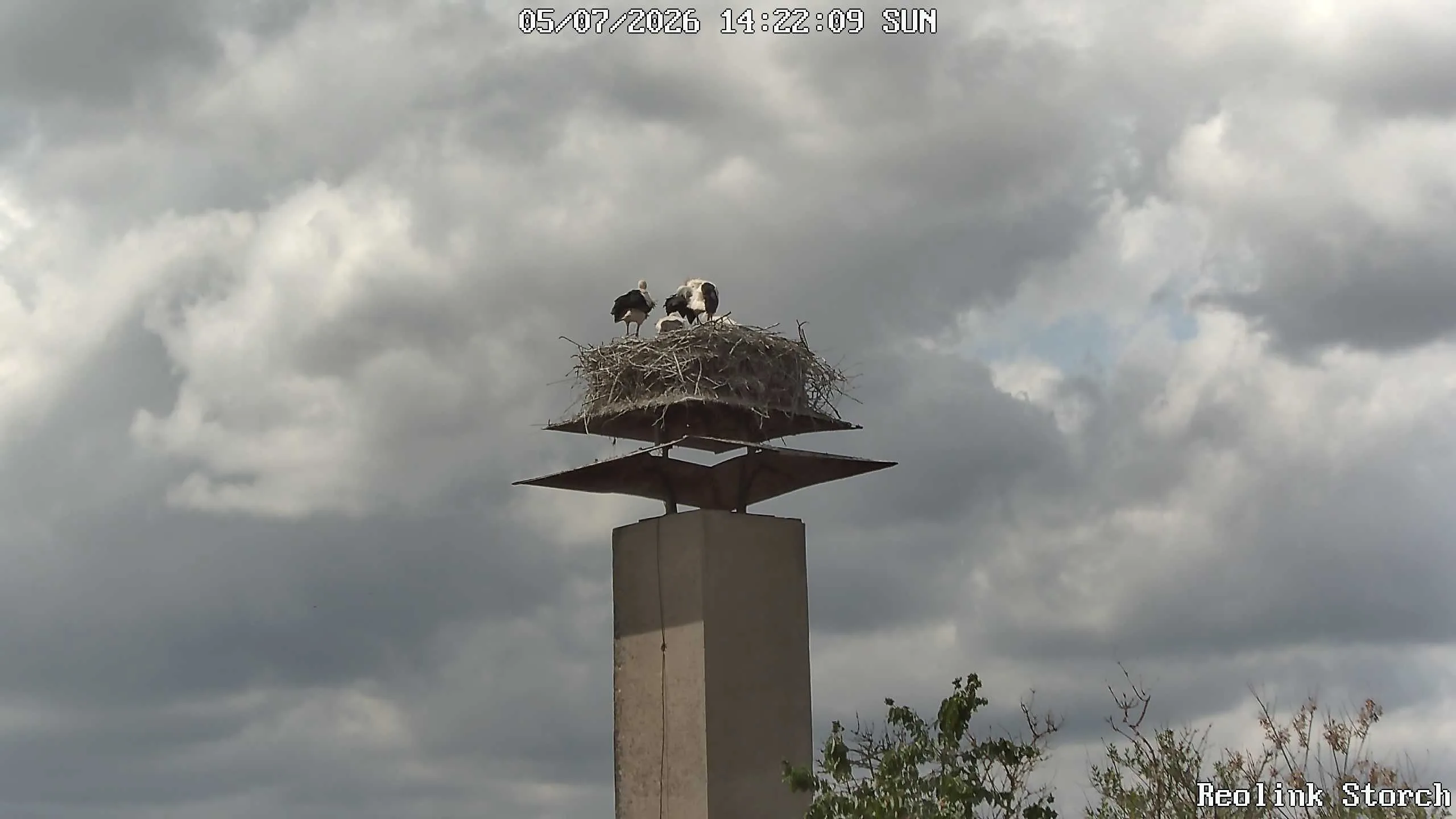 Storchencam Bild
