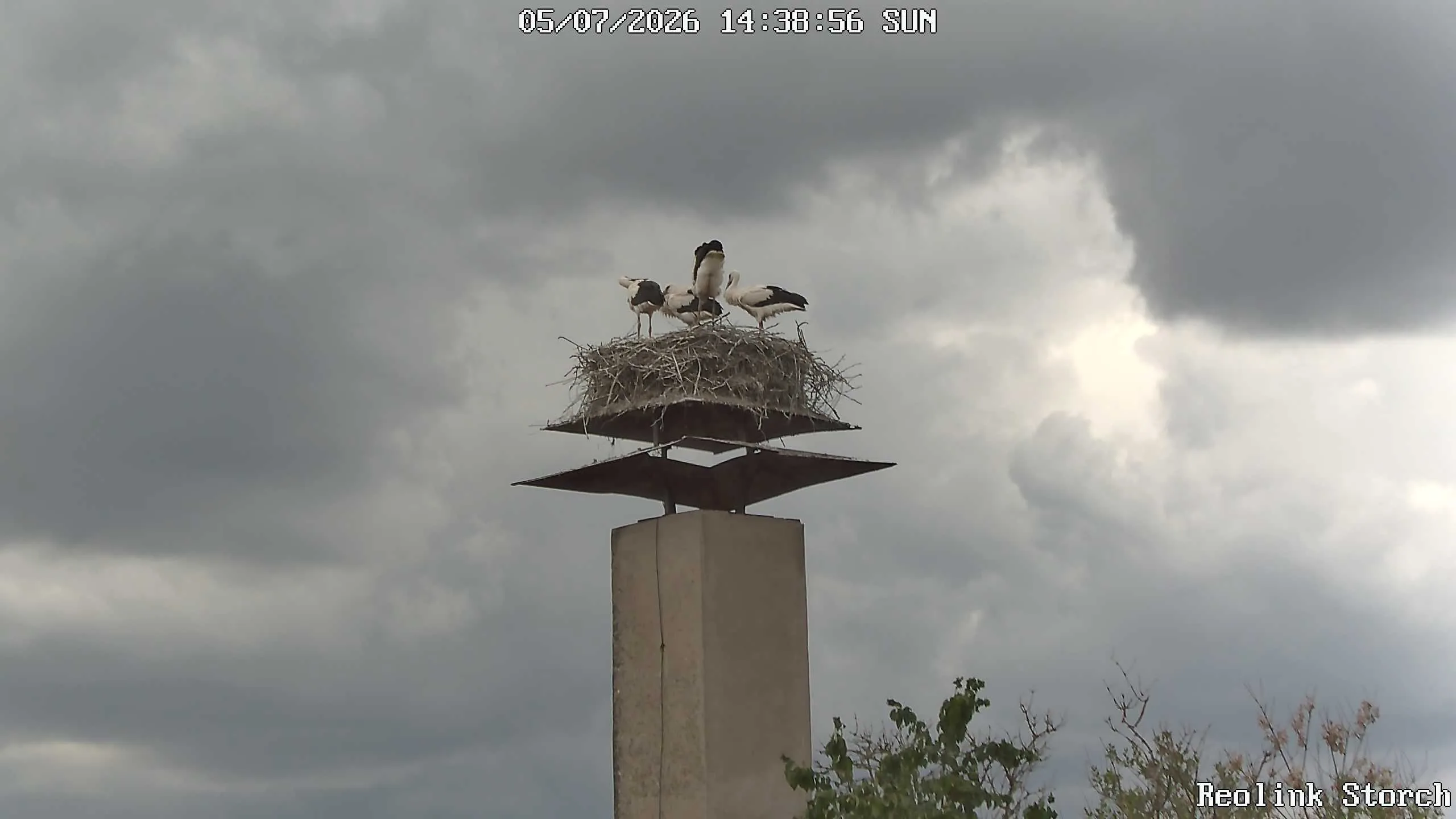 Storchencam Bild