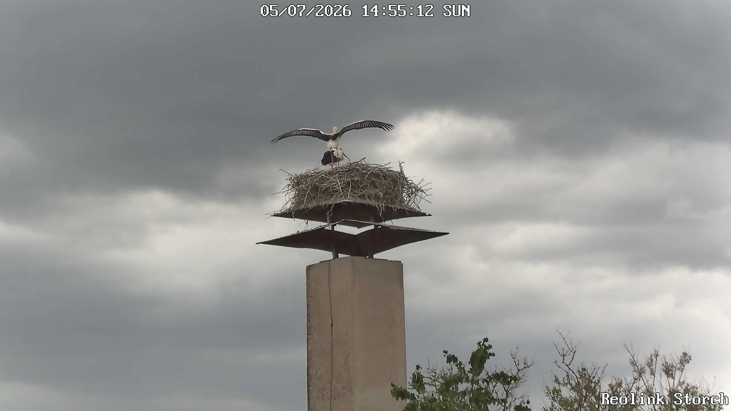 Storchencam Bild