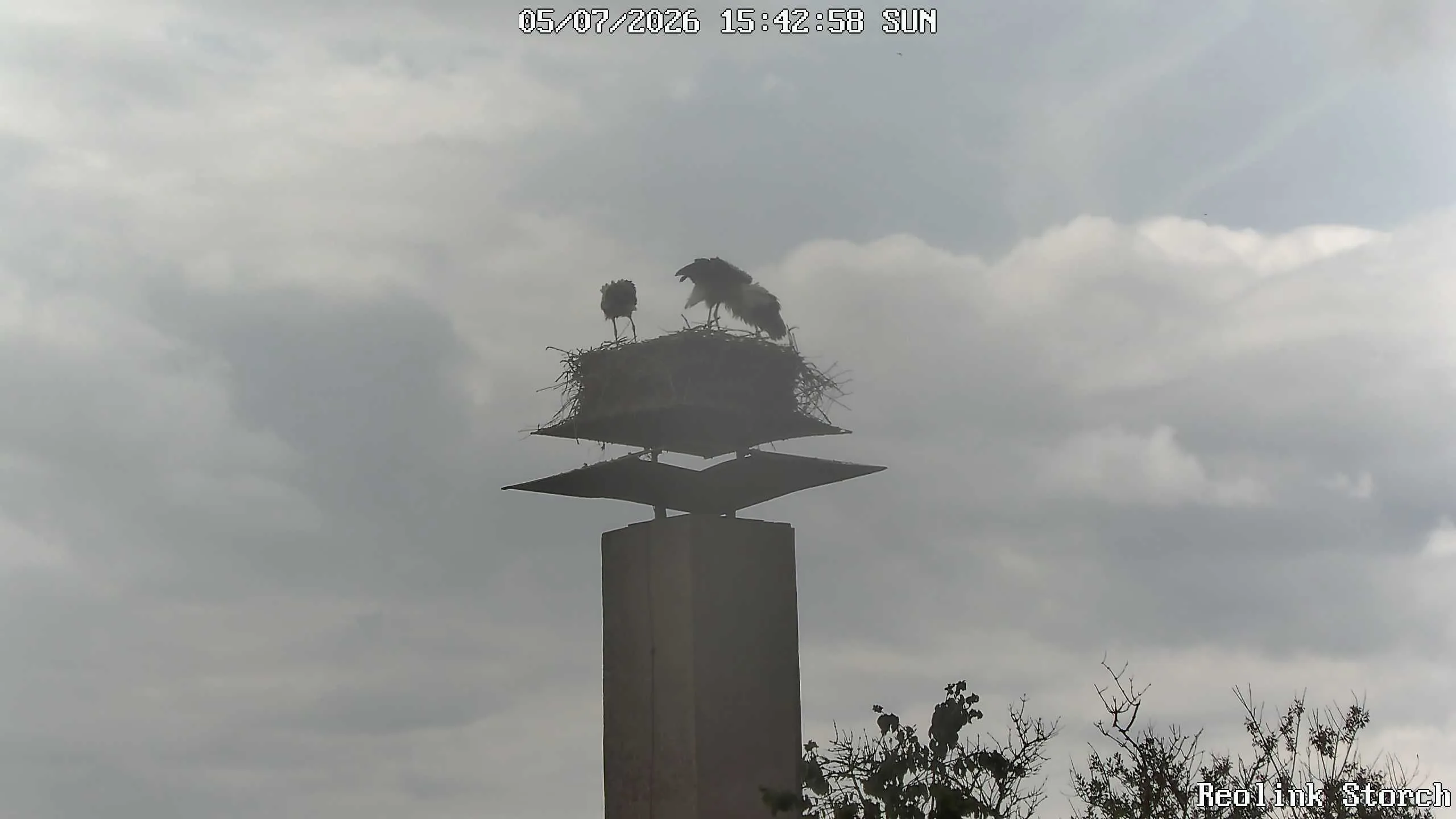 Storchencam Bild