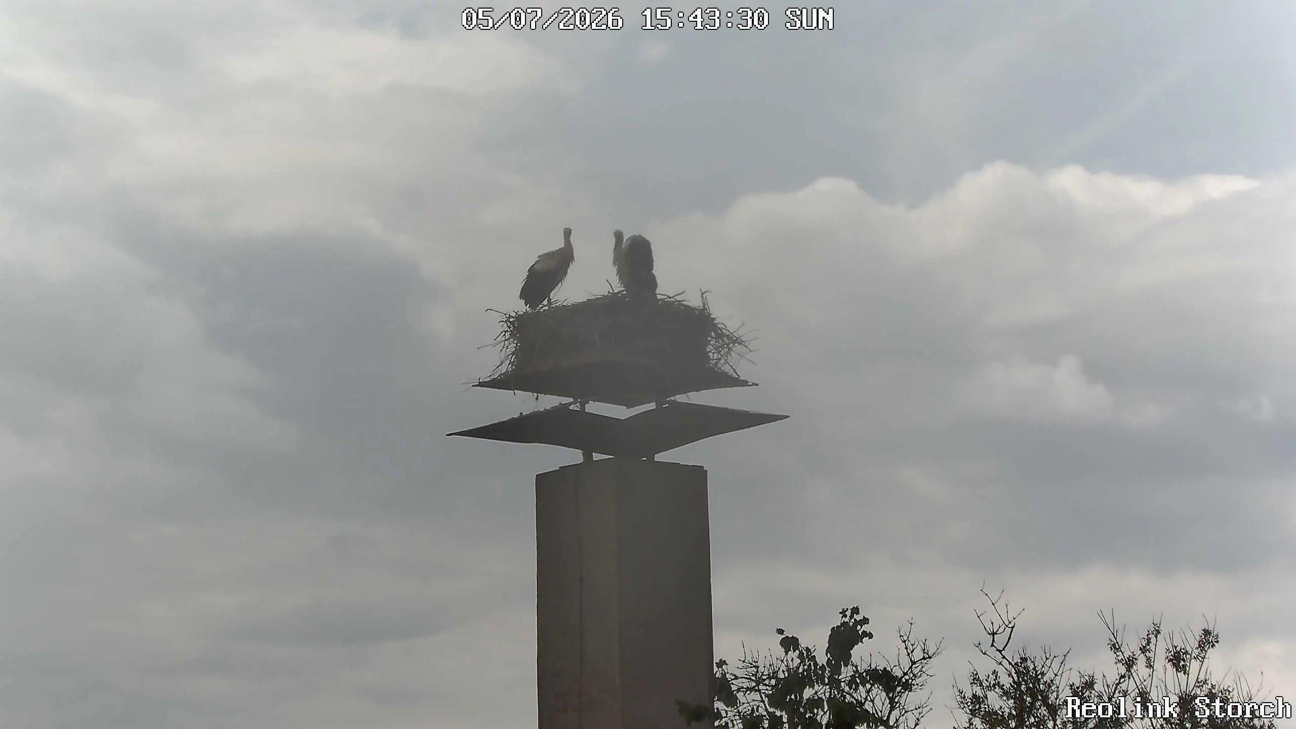 Storchencam Bild