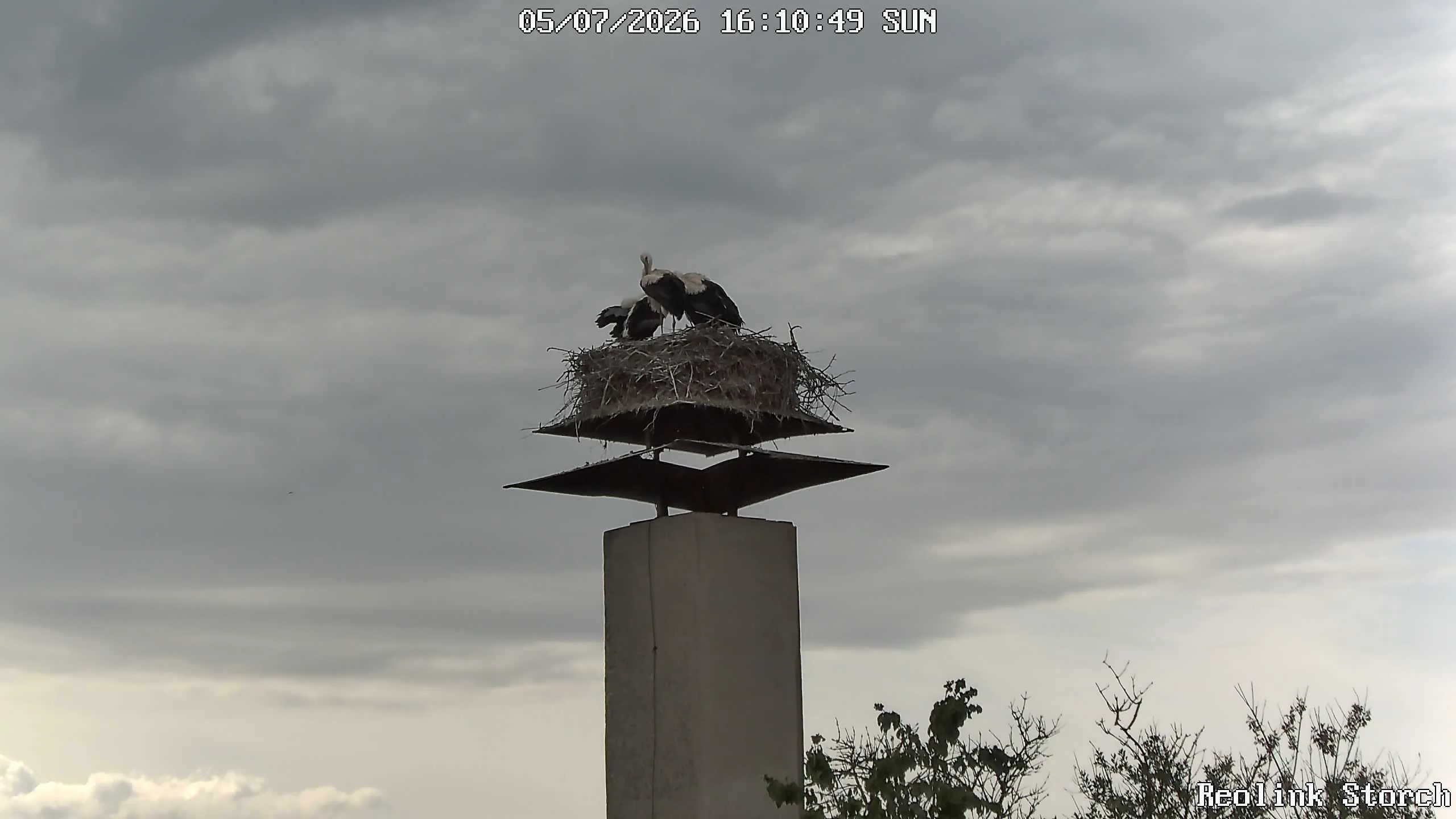 Storchencam Bild