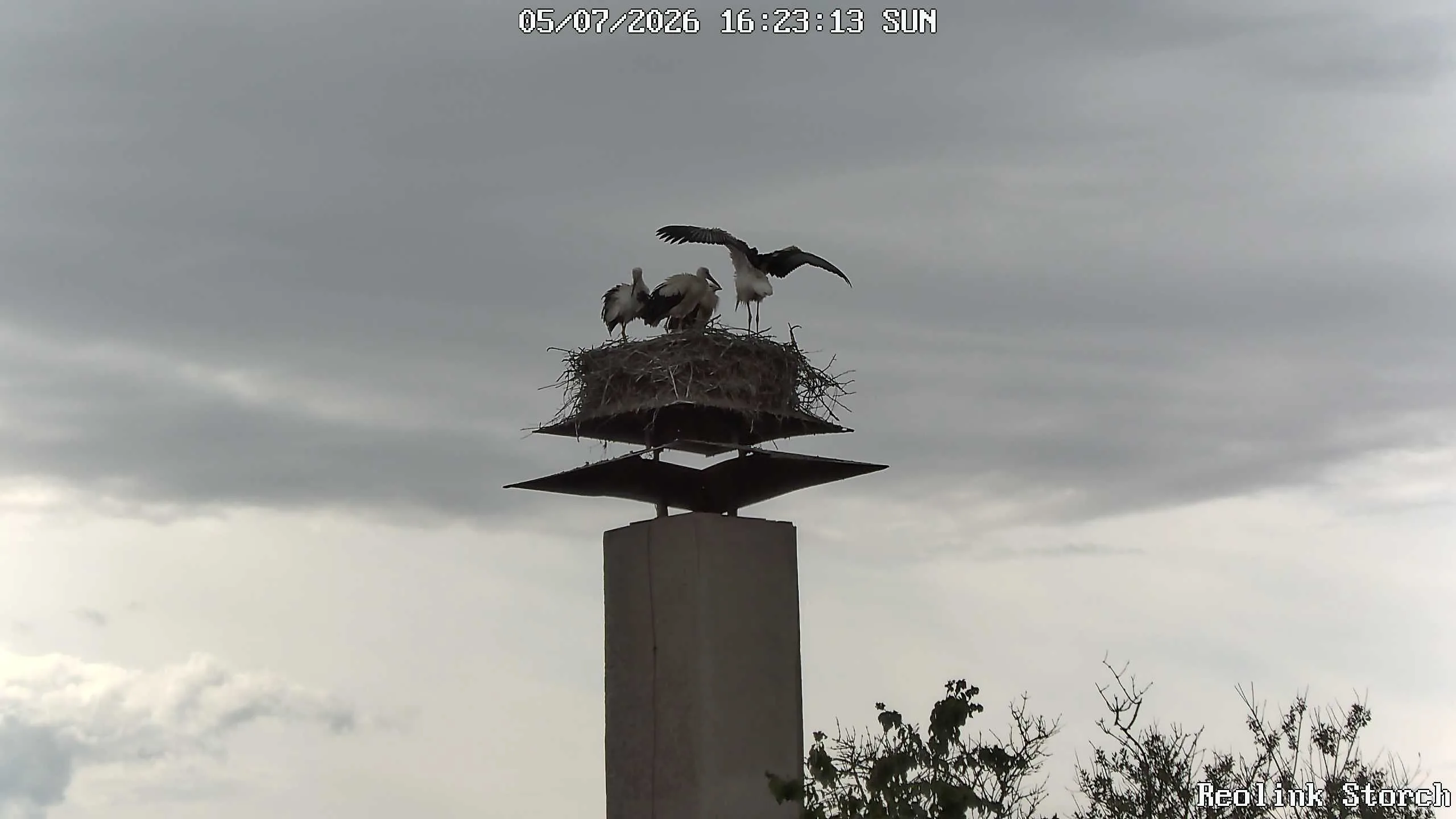 Storchencam Bild