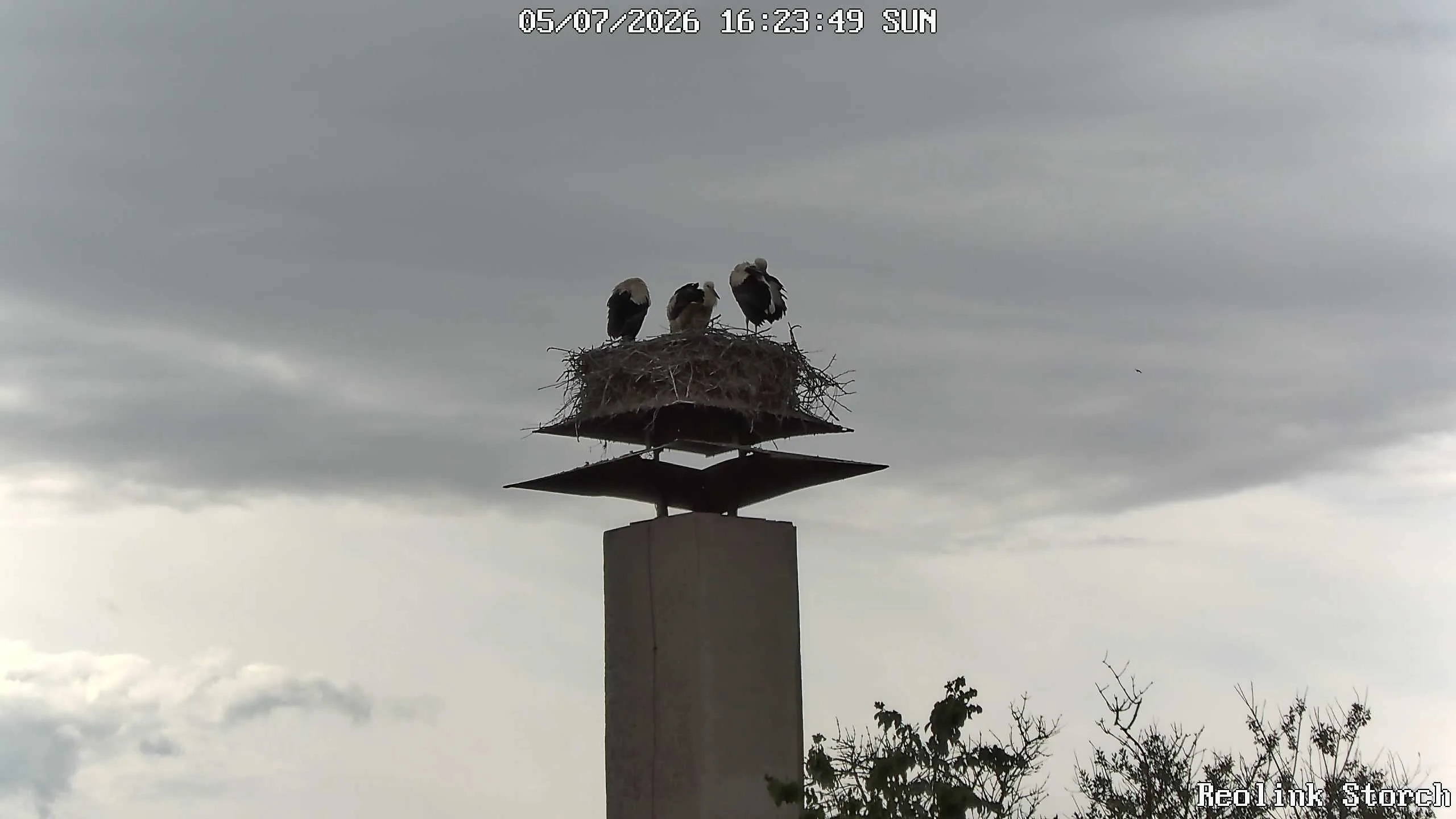 Storchencam Bild