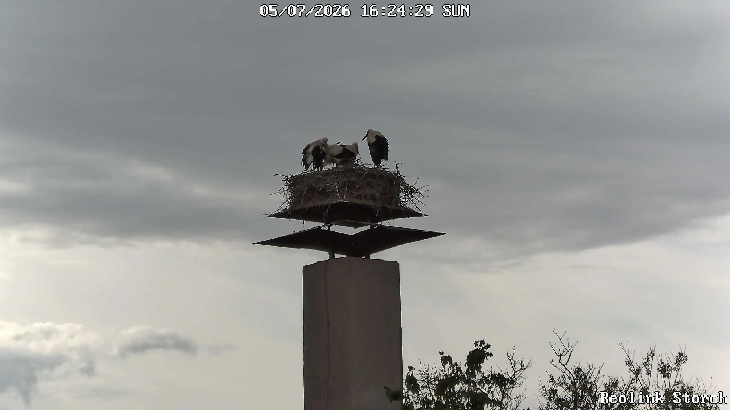 Storchencam Bild