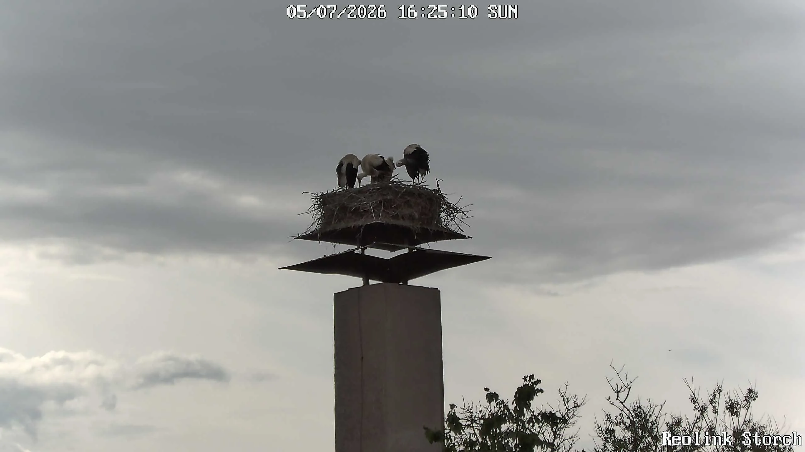 Storchencam Bild