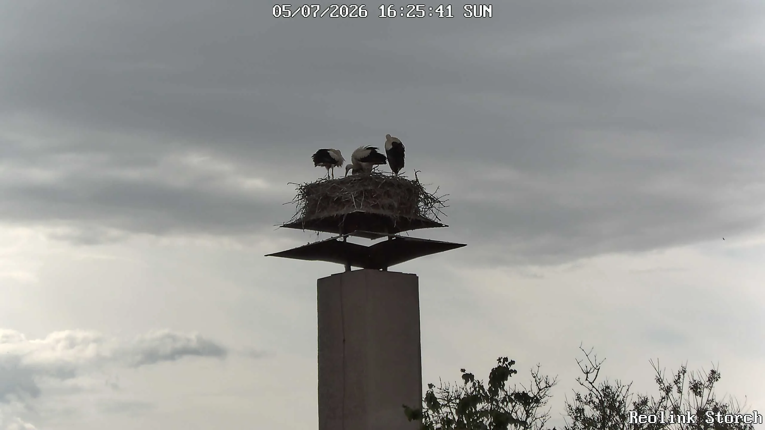 Storchencam Bild