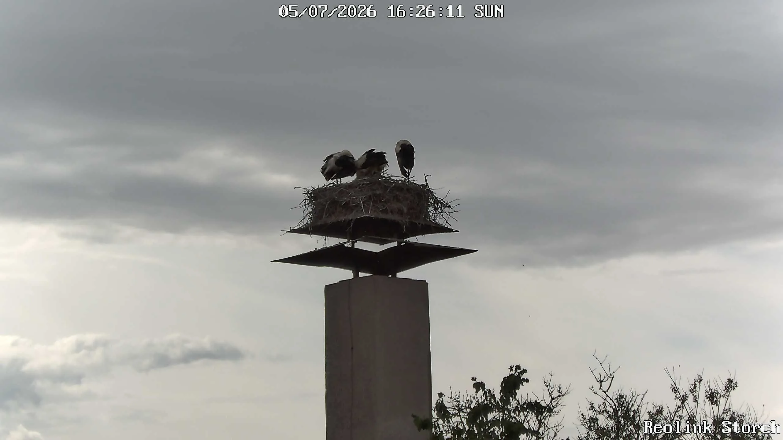 Storchencam Bild