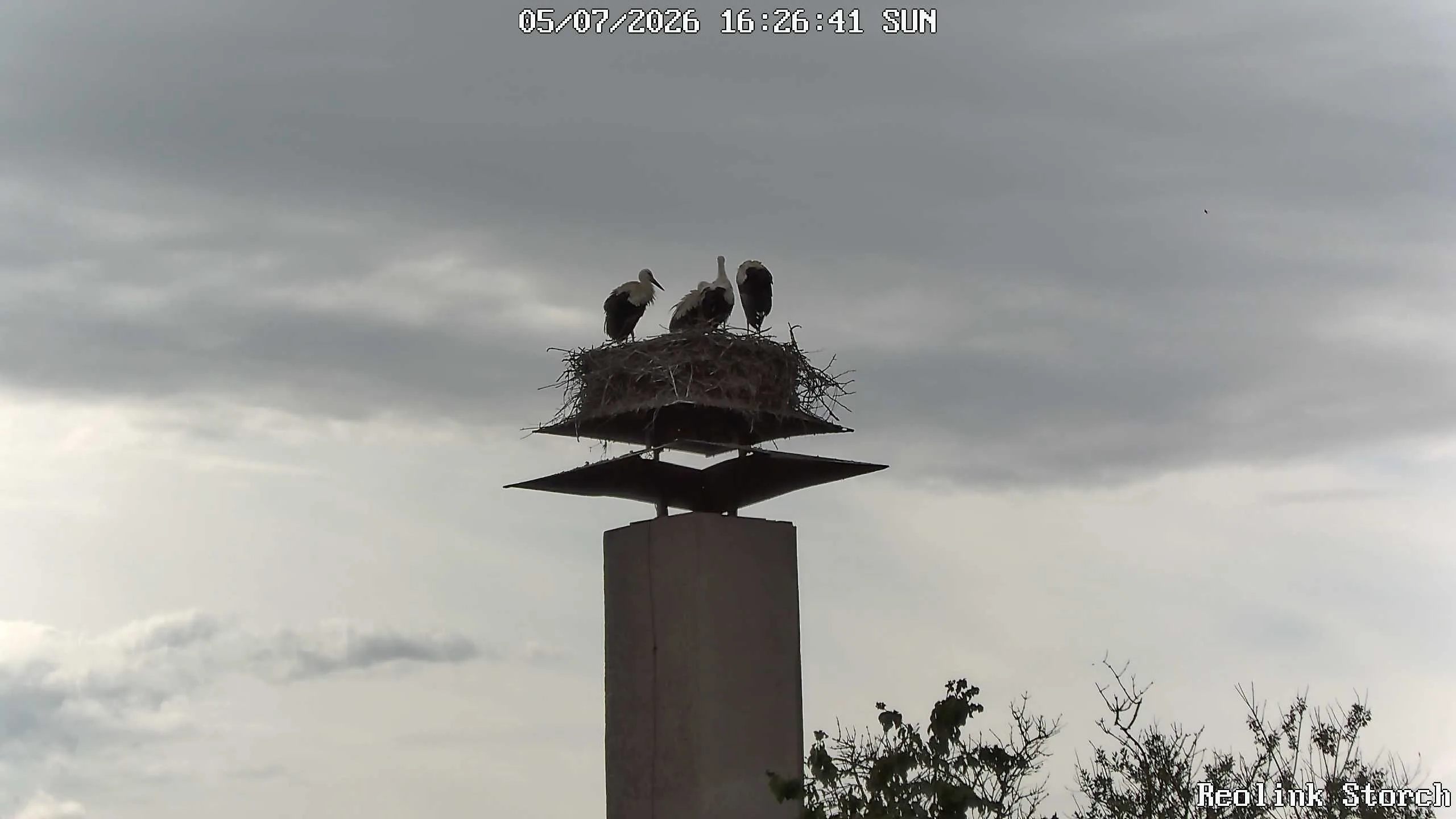 Storchencam Bild