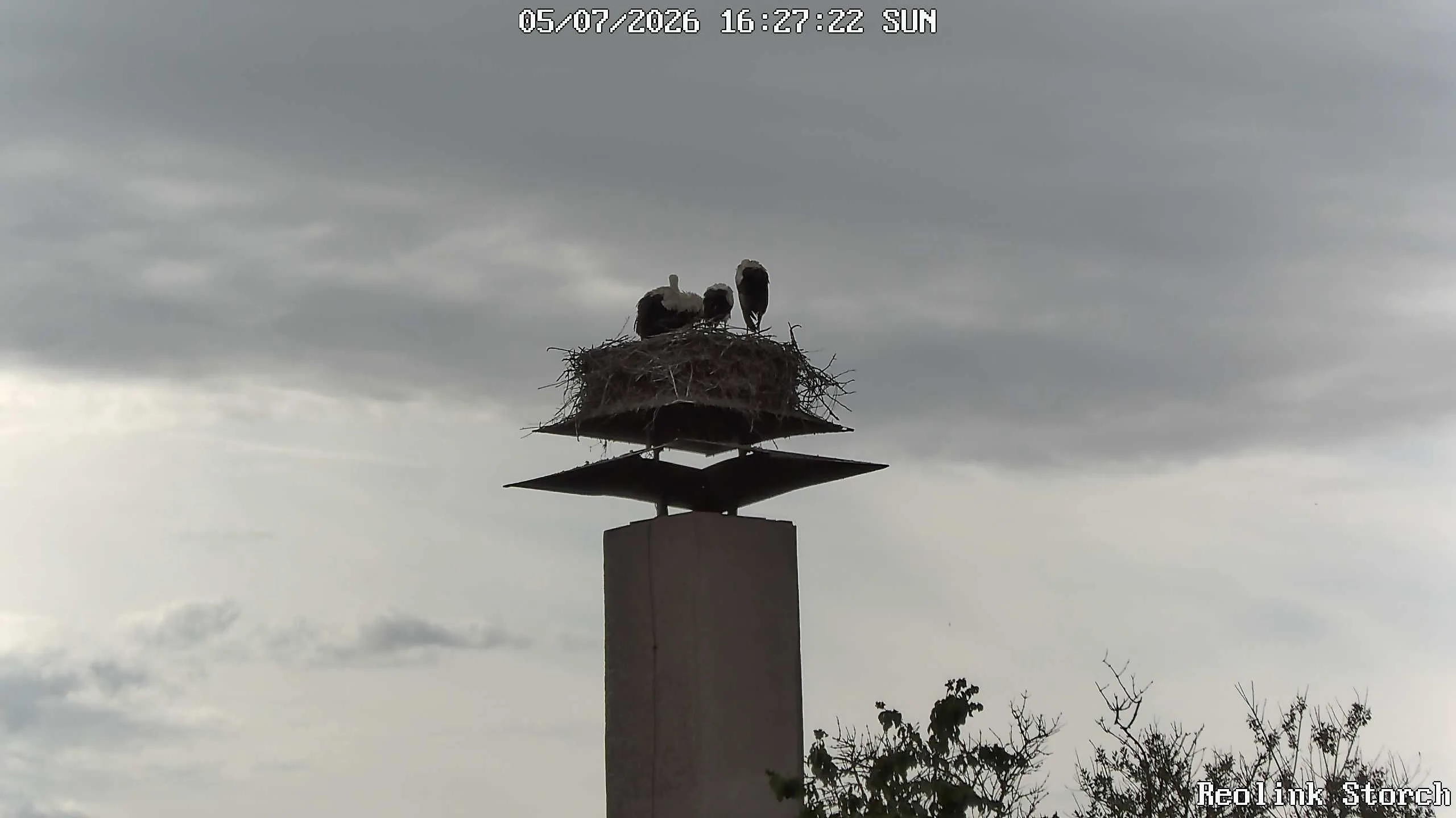 Storchencam Bild