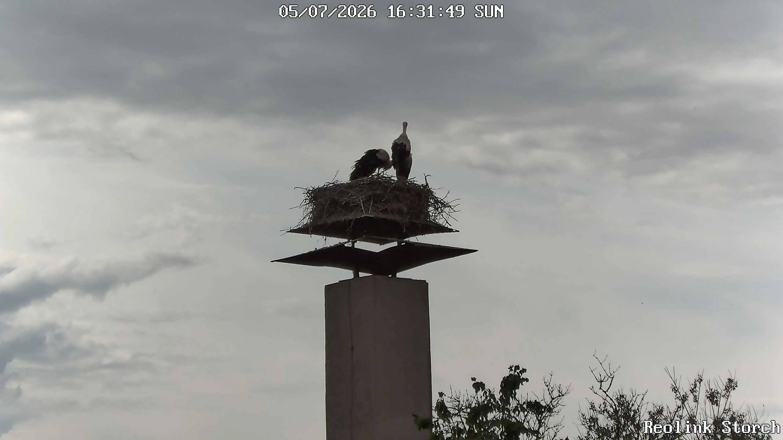 Storchencam Bild