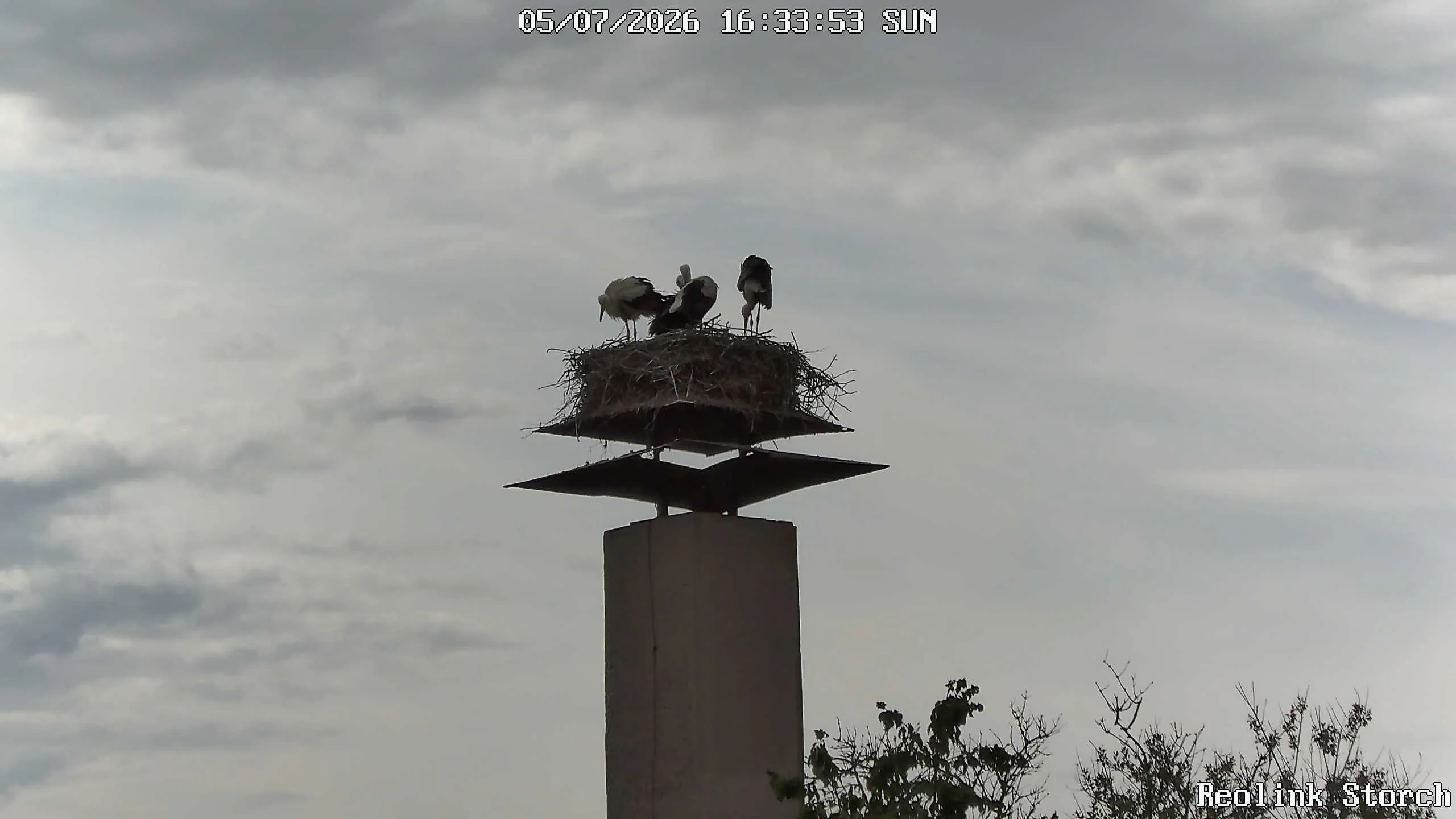 Storchencam Bild