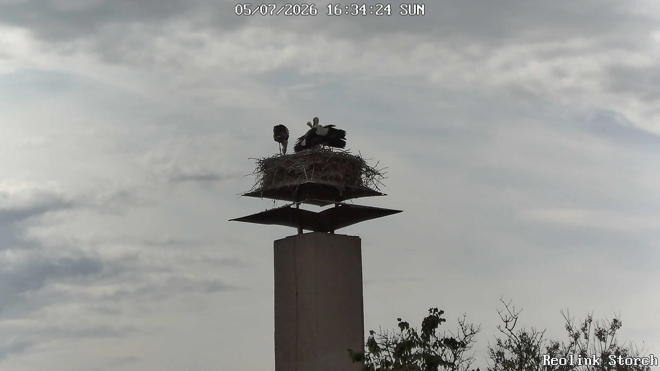 Storchencam Bild