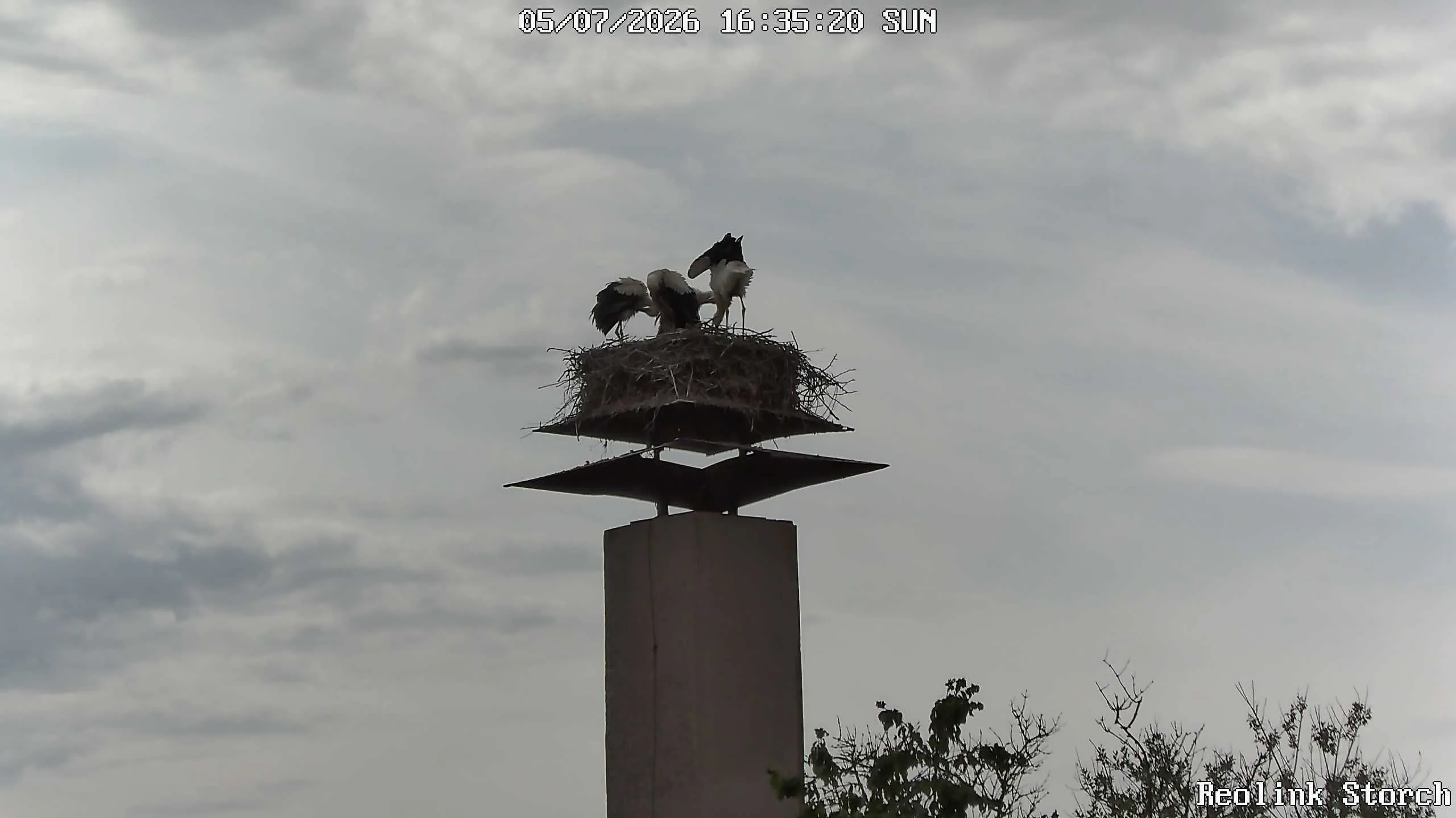 Storchencam Bild