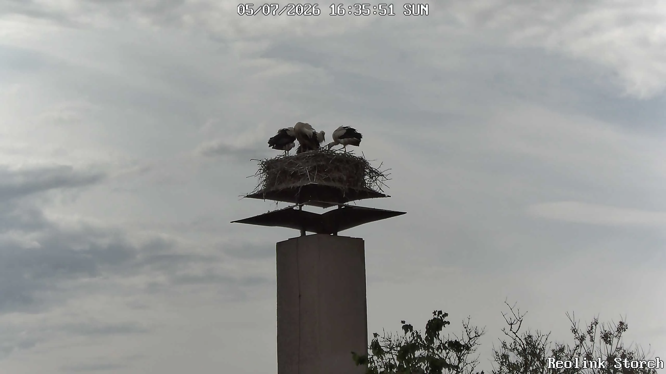 Storchencam Bild
