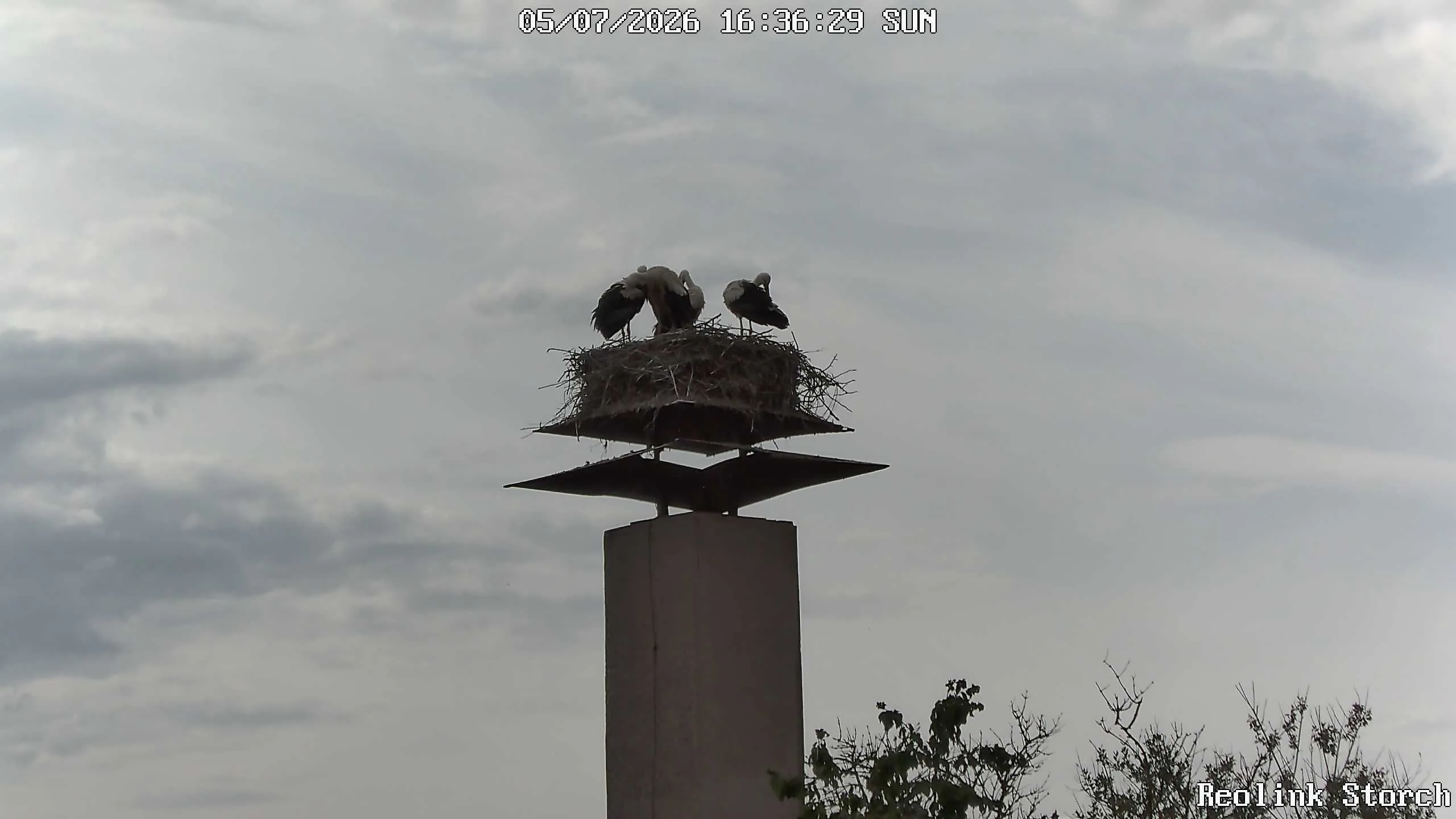 Storchencam Bild