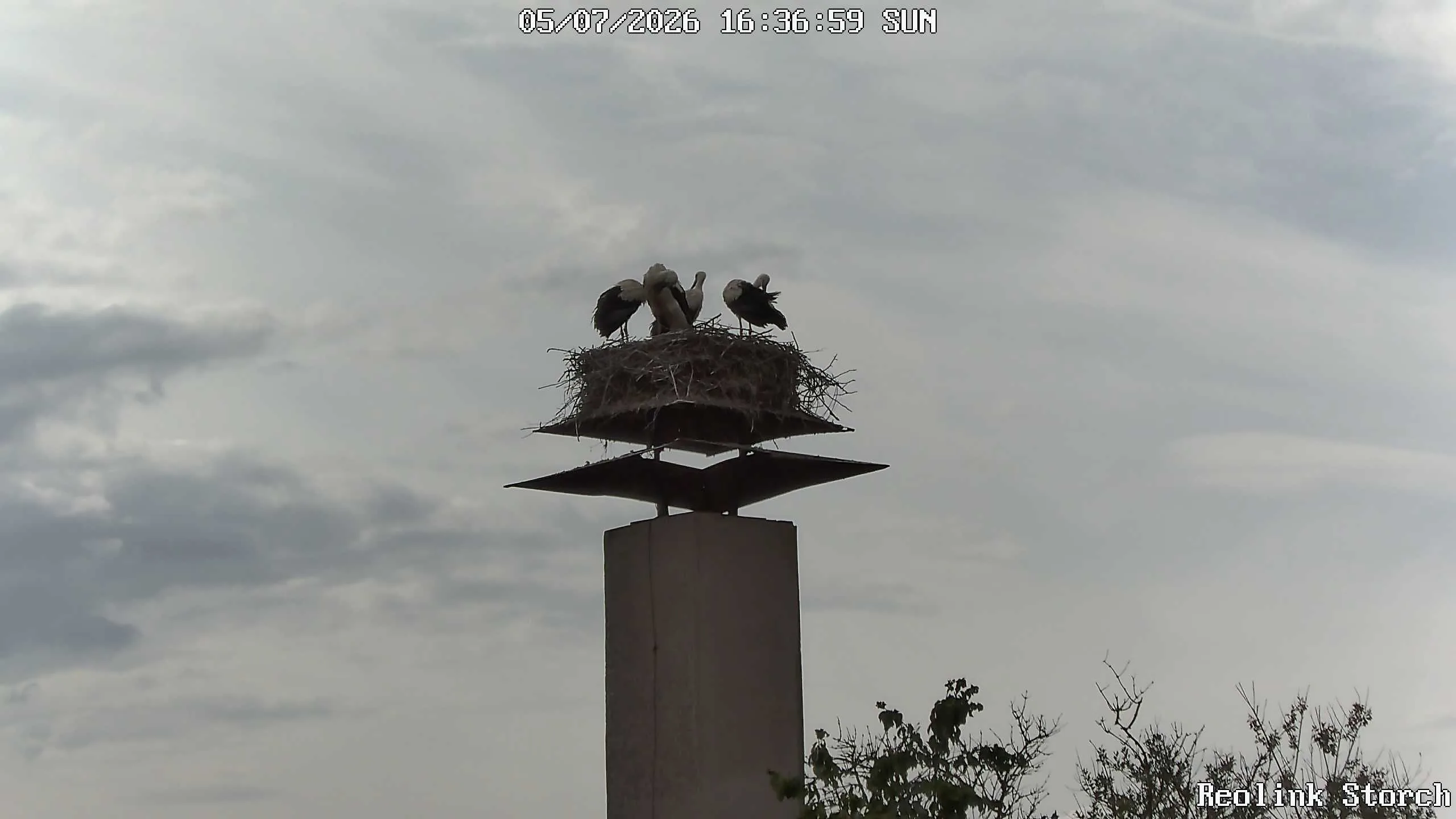 Storchencam Bild