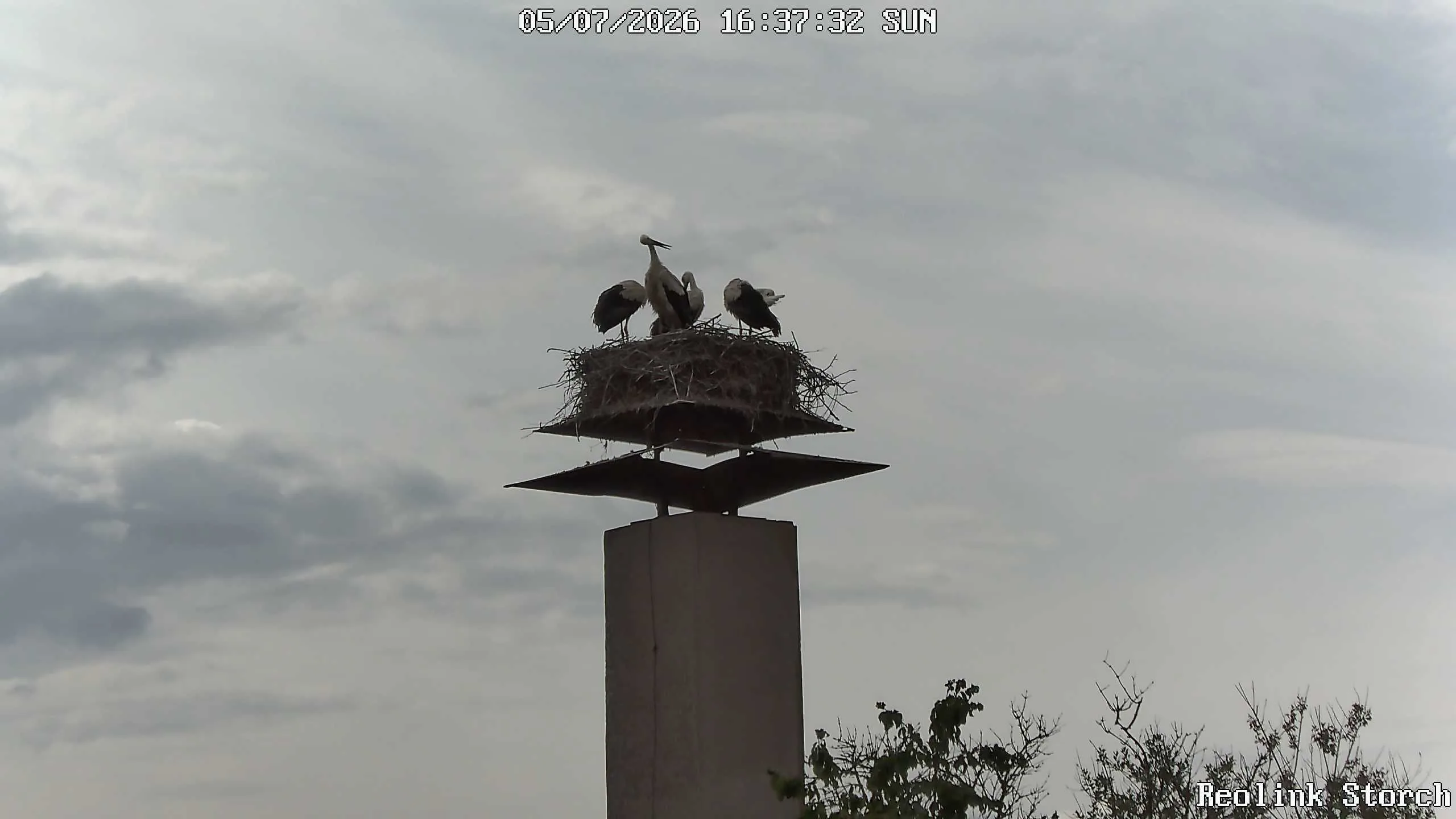 Storchencam Bild