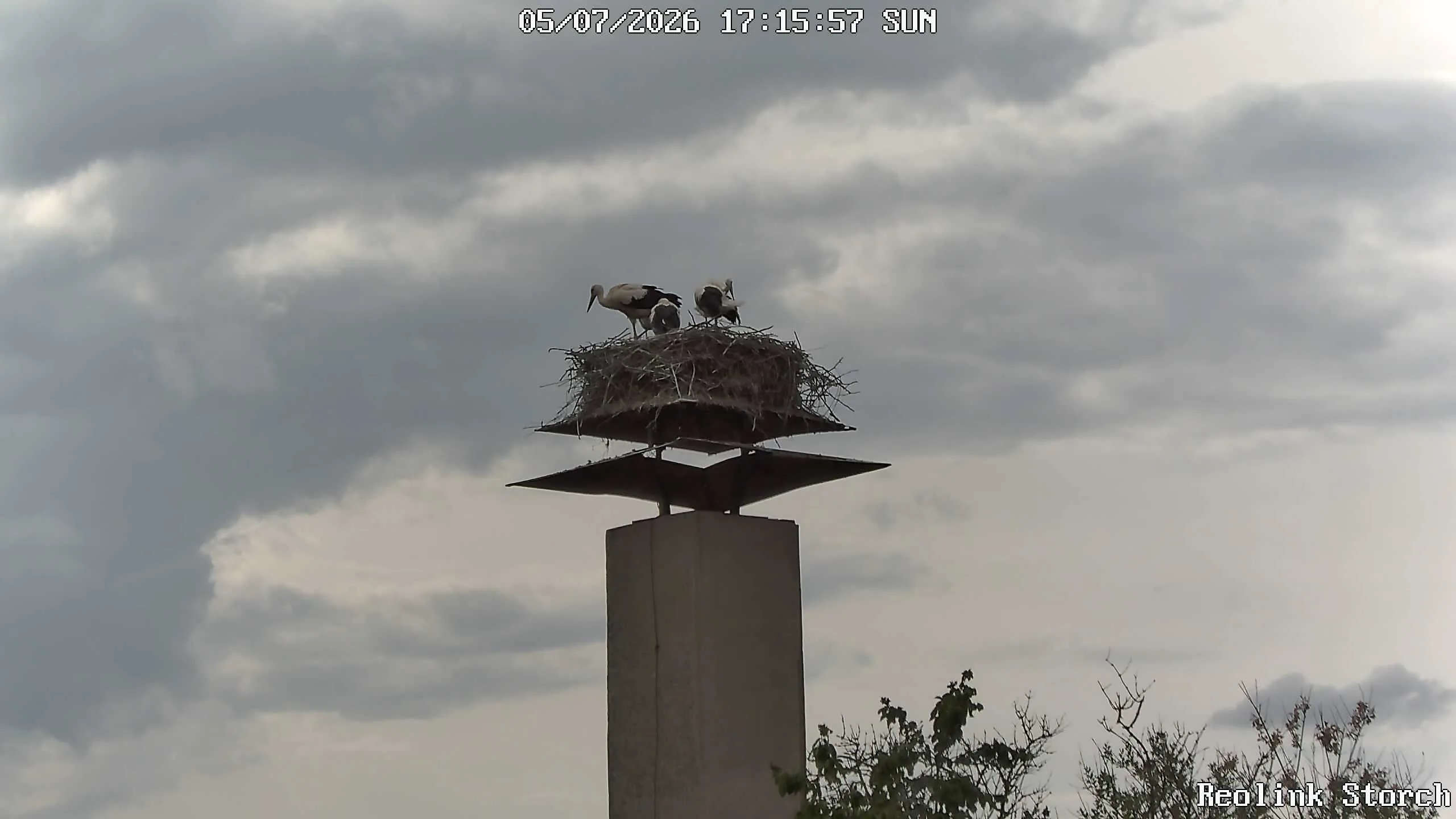 Storchencam Bild