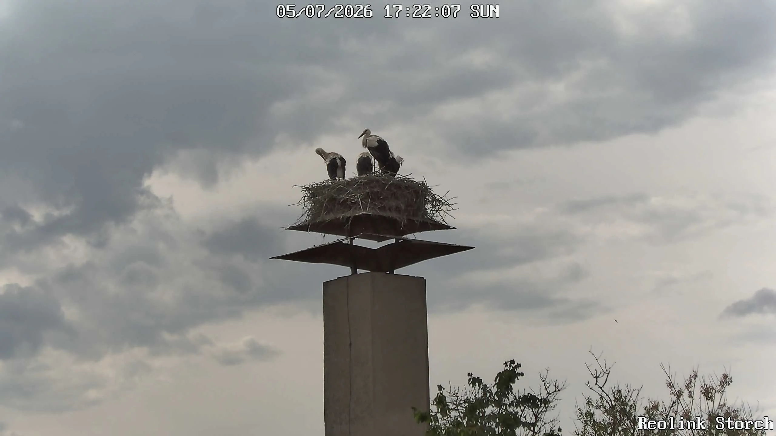 Storchencam Bild