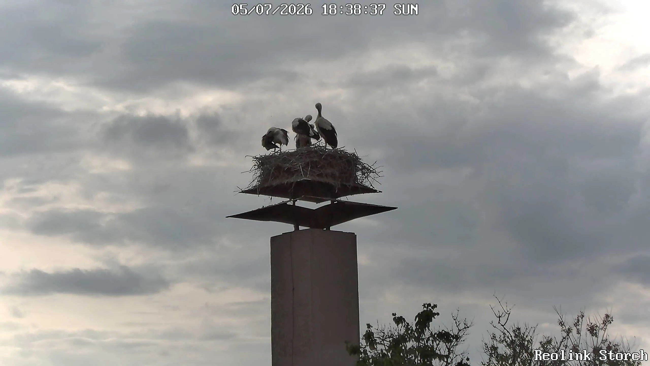 Storchencam Bild