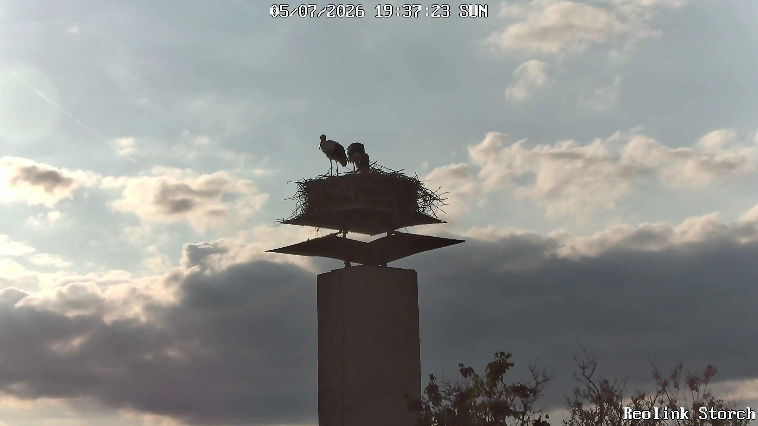 Storchencam Bild