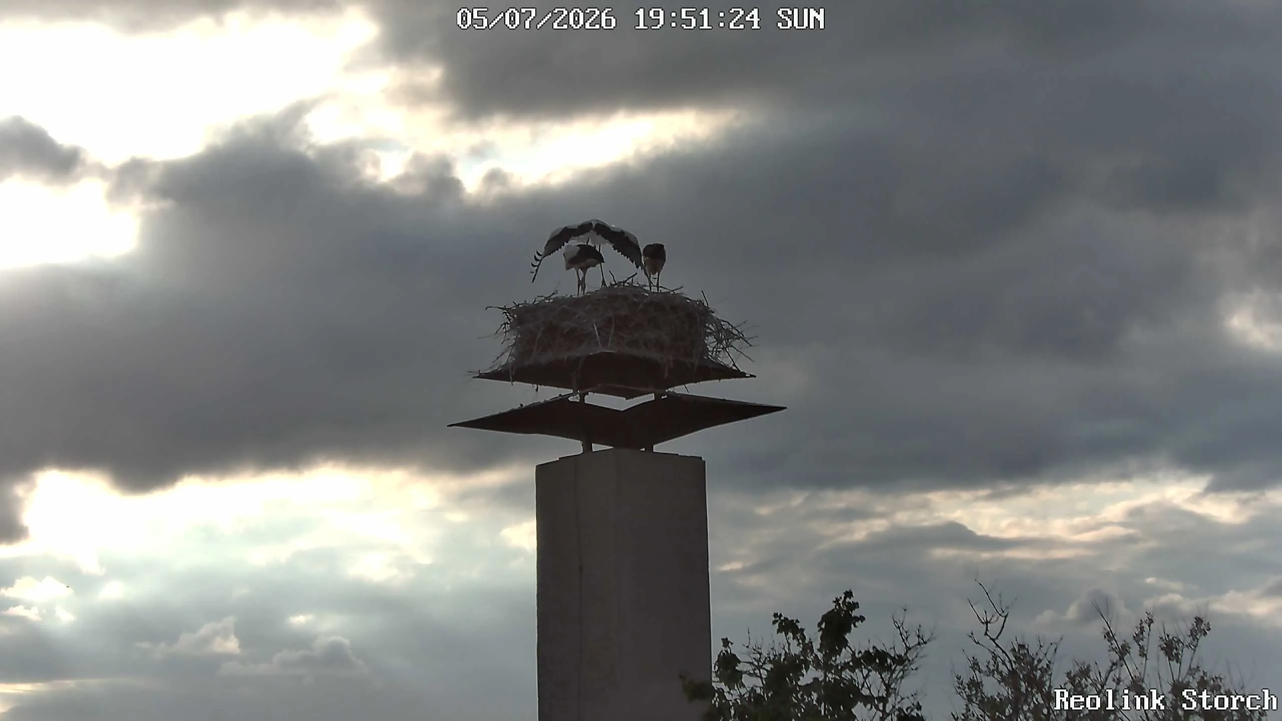 Storchencam Bild