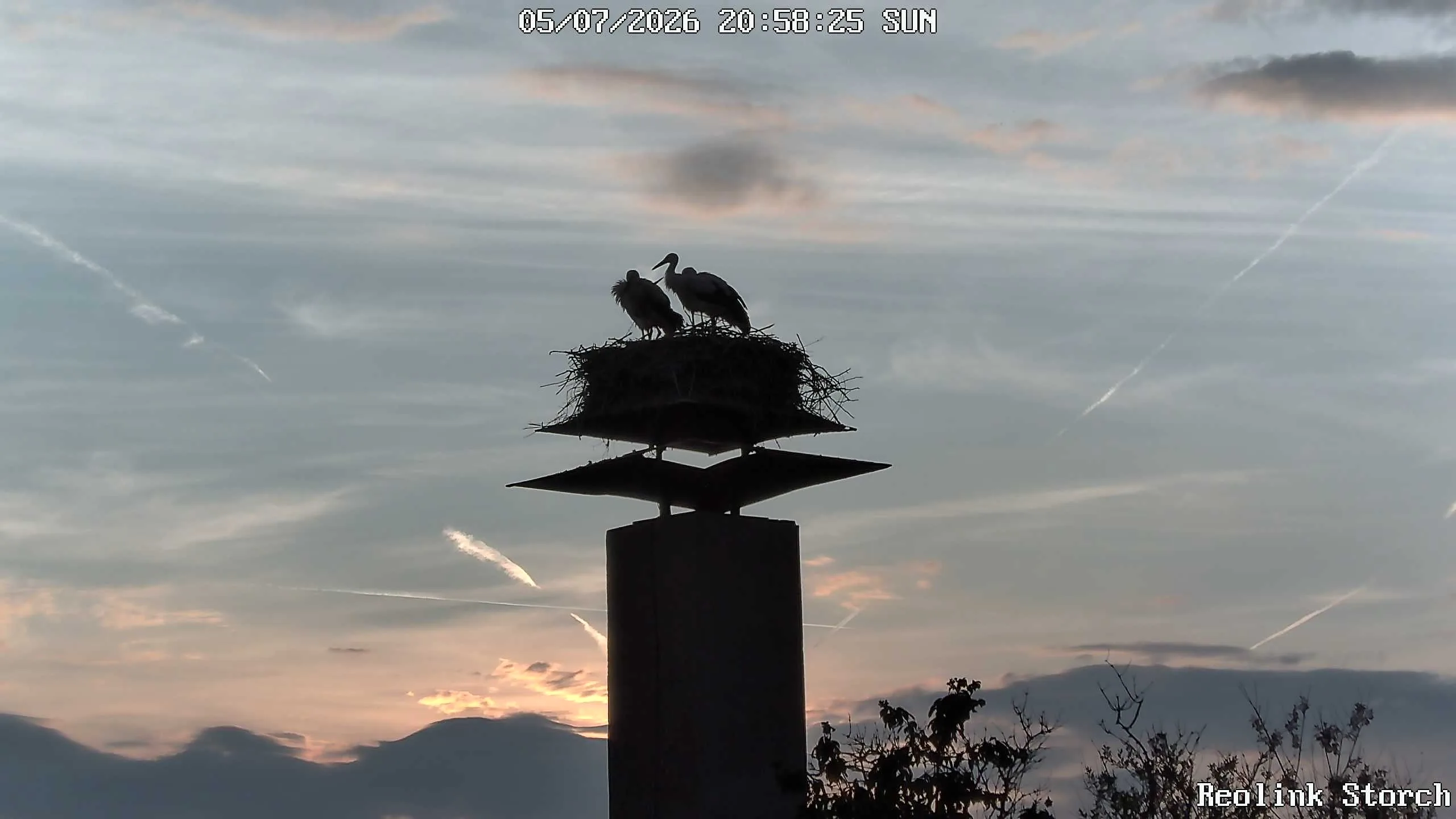 Storchencam Bild