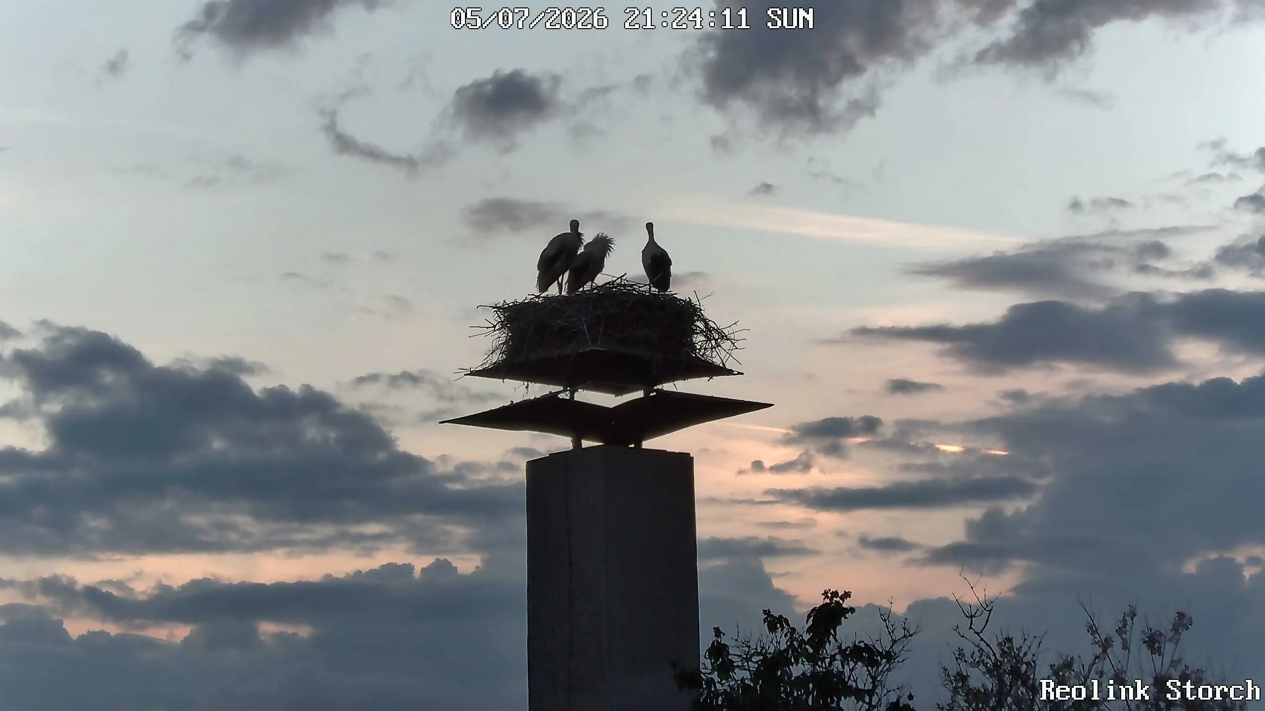Storchencam Bild
